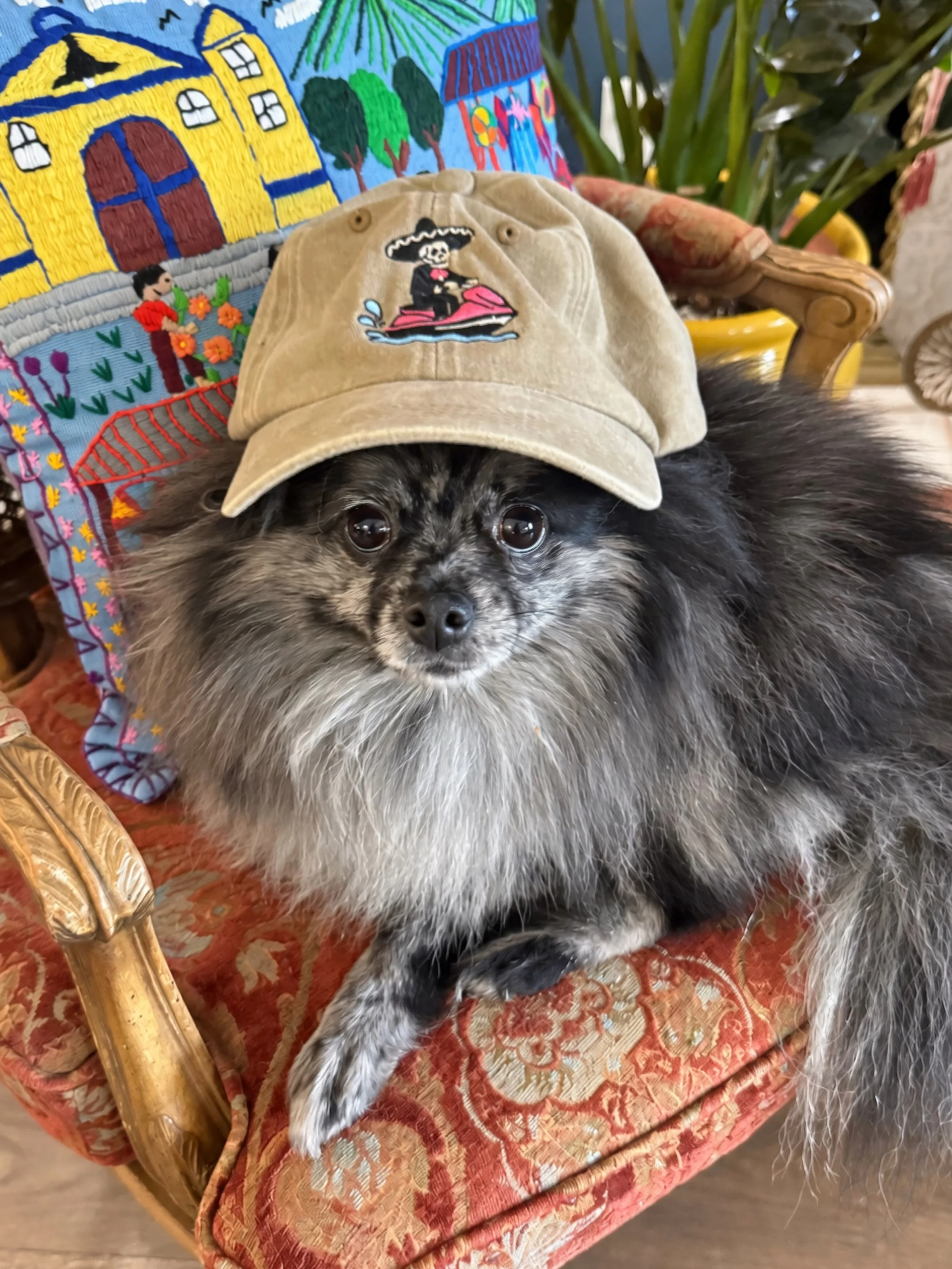 maritime merle&rsquo;s first supermodel has arrived 🧢