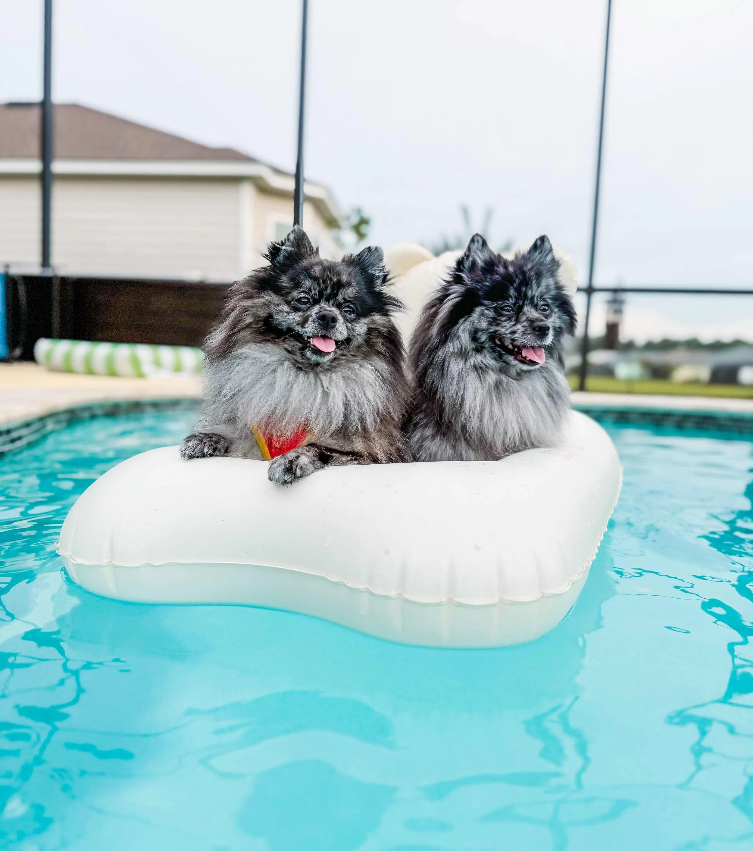 Two small black and gray fluffy dogs with pink tongues out, sitting on a white float in a swimming pool. In the background, there is a house with beige siding, a brown roof, and a dark fence with metal poles supporting a screen or netting. The sky is overcast.