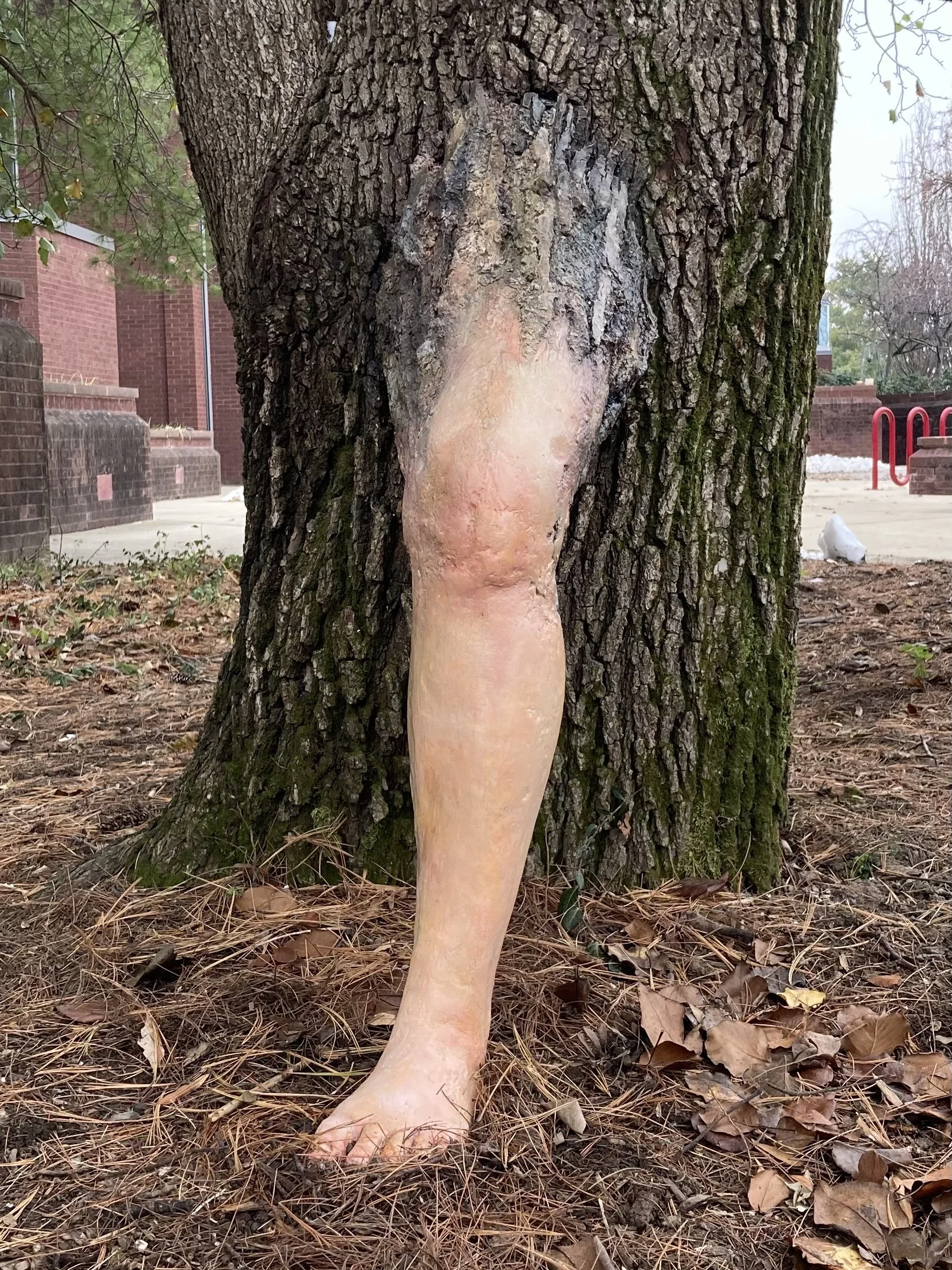 tree limb1.jpg