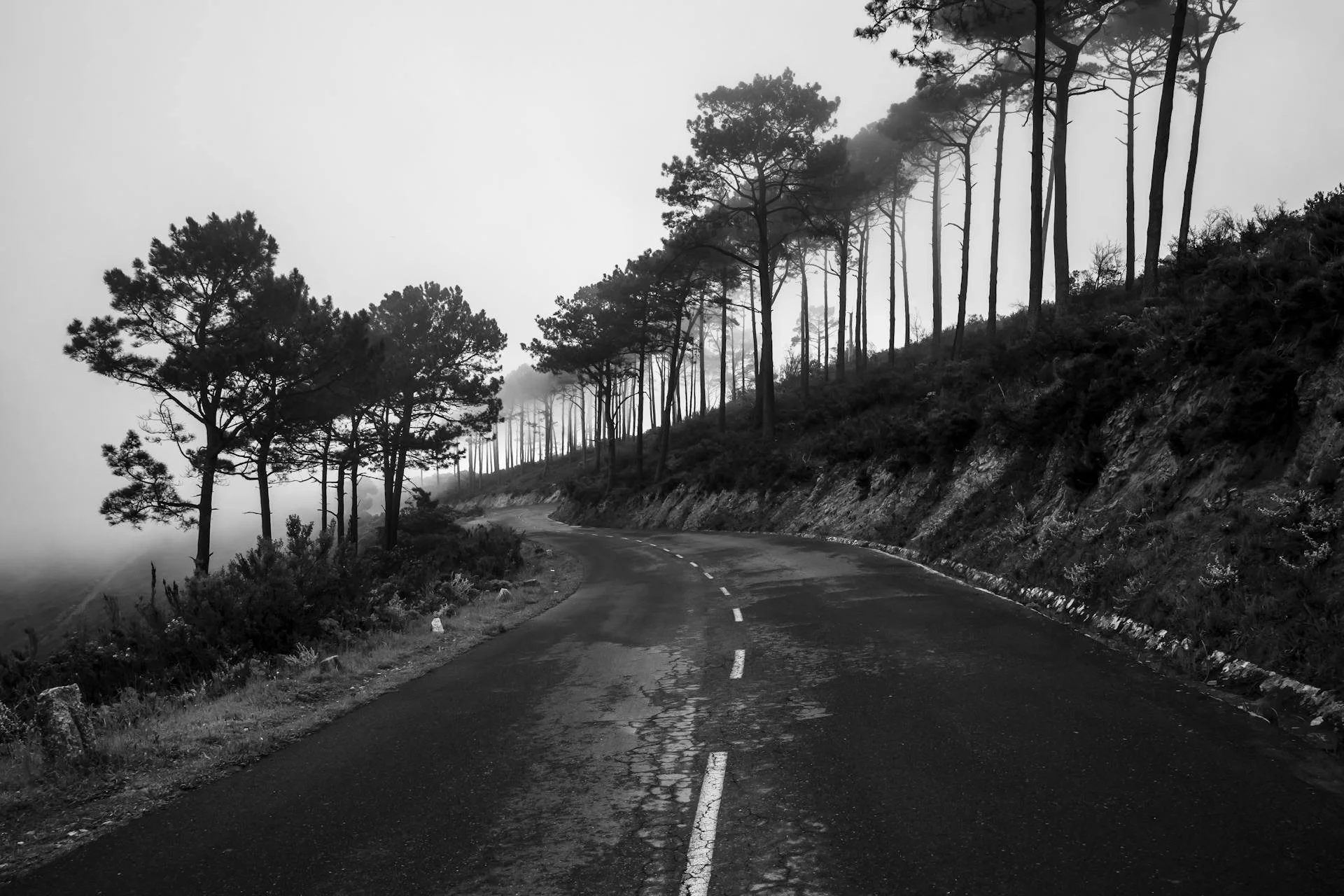 Black and white photo of a winding mountain road with tall trees on both sides, some of which are shrouded in fog.