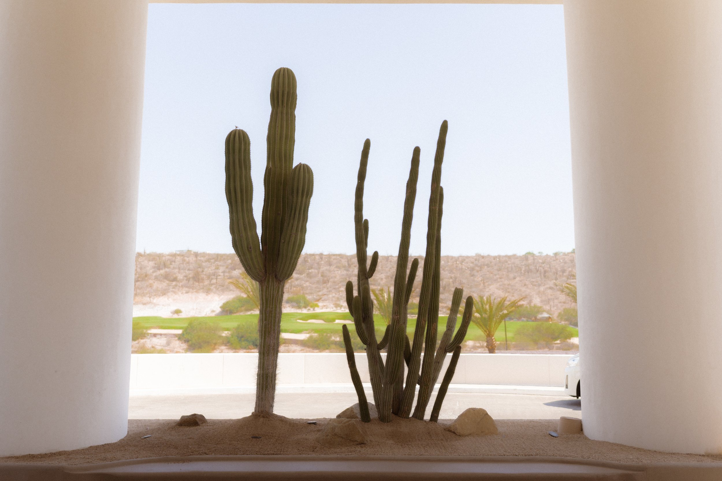 Vista de cactus en un paisaje desértico, vista desde un balcón con columnas blancas.