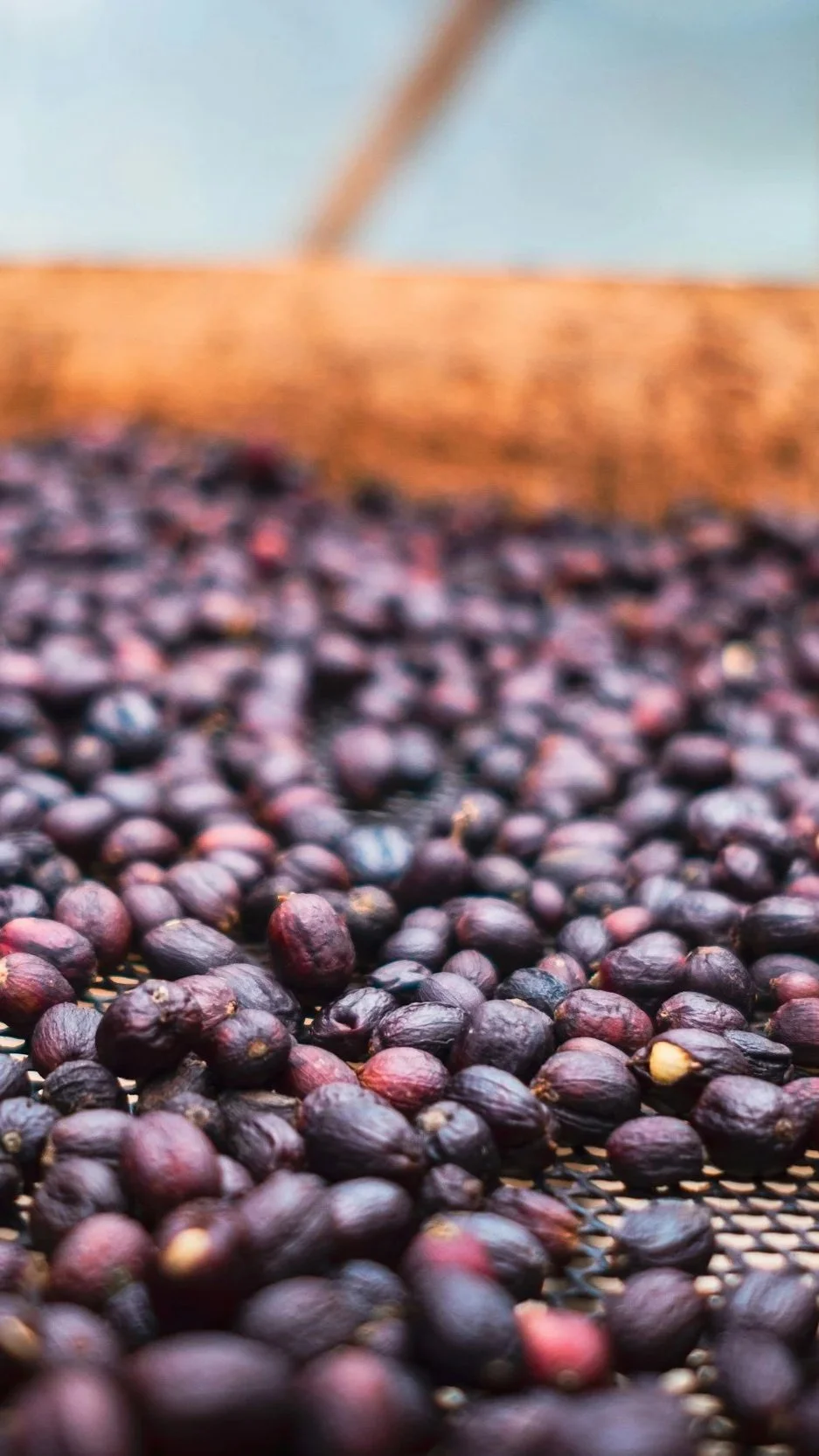 Close-up of dark purple and black berries spread out on a mesh surface with a wooden board and blurry background.