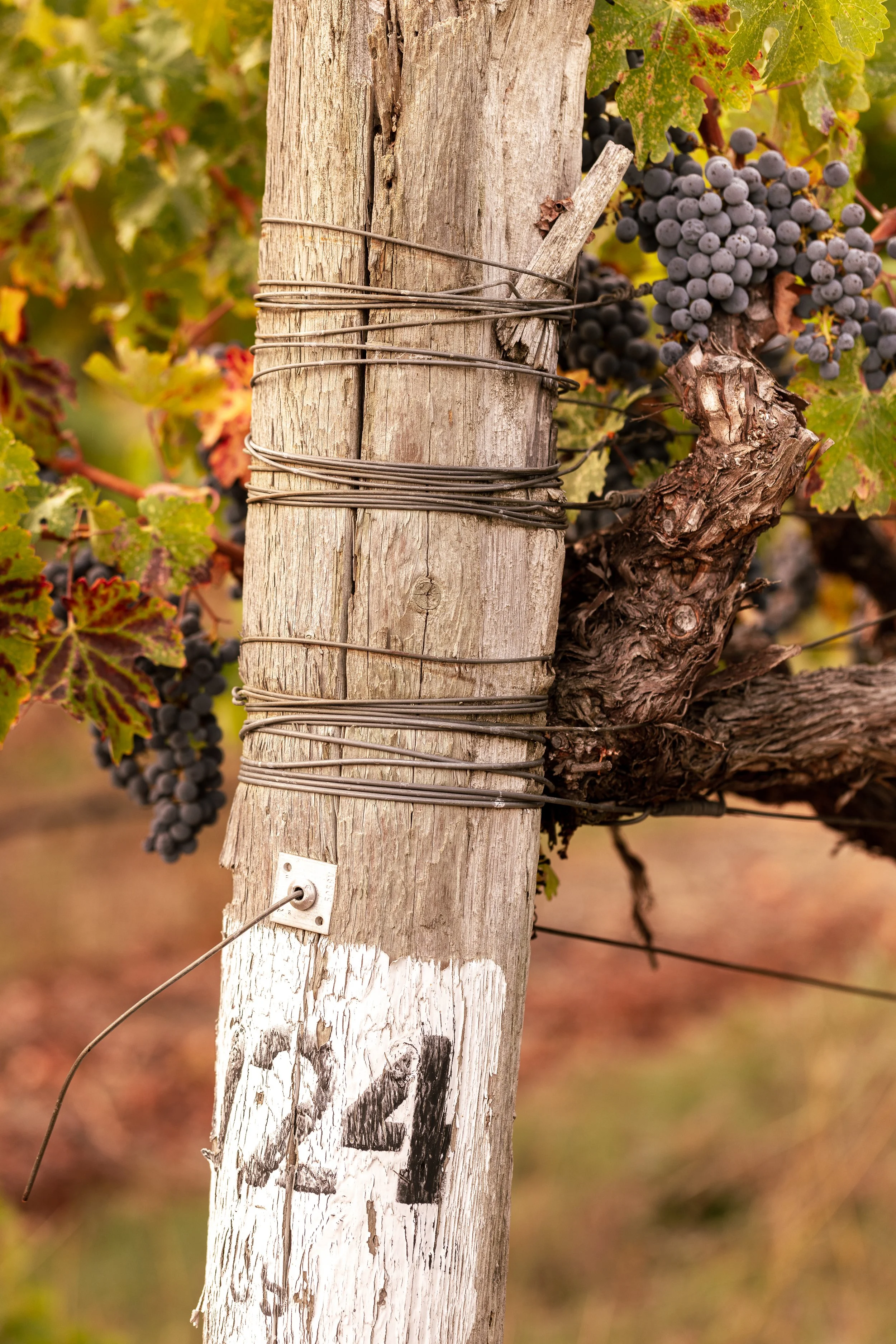 A post in Navigator Wines' Chiles Valley vineyard.
