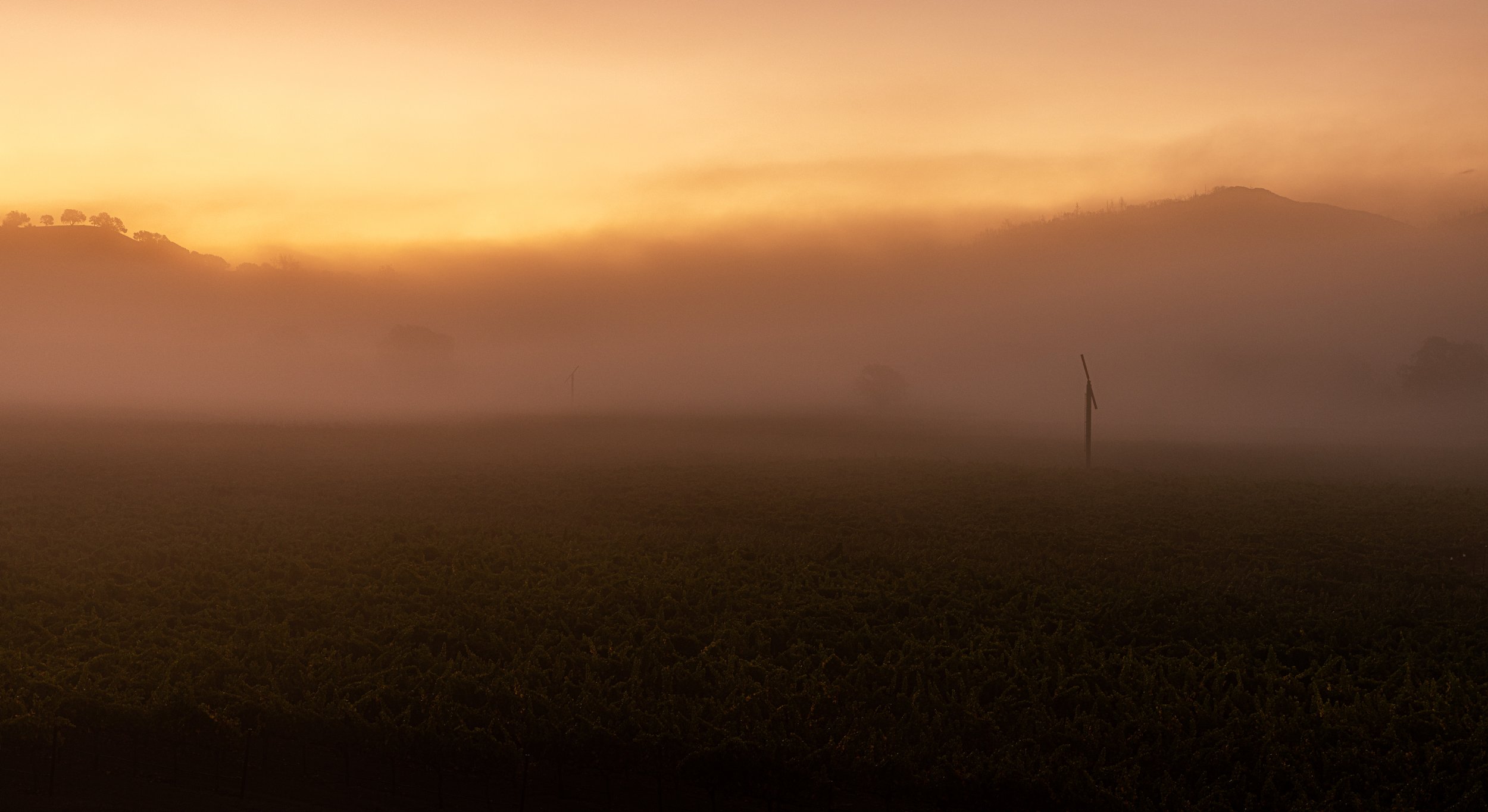 PWC_Chiles_Vineyard-256.jpg