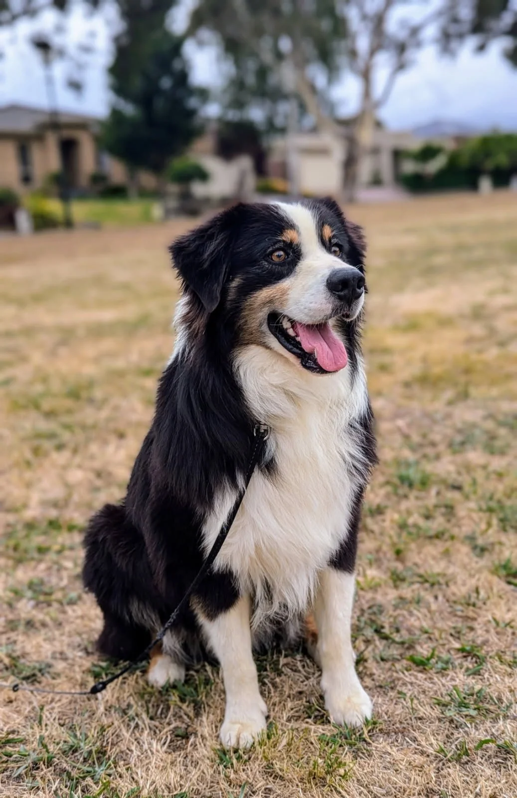 Our Stoic Stud of a Black Tri "Koda"
