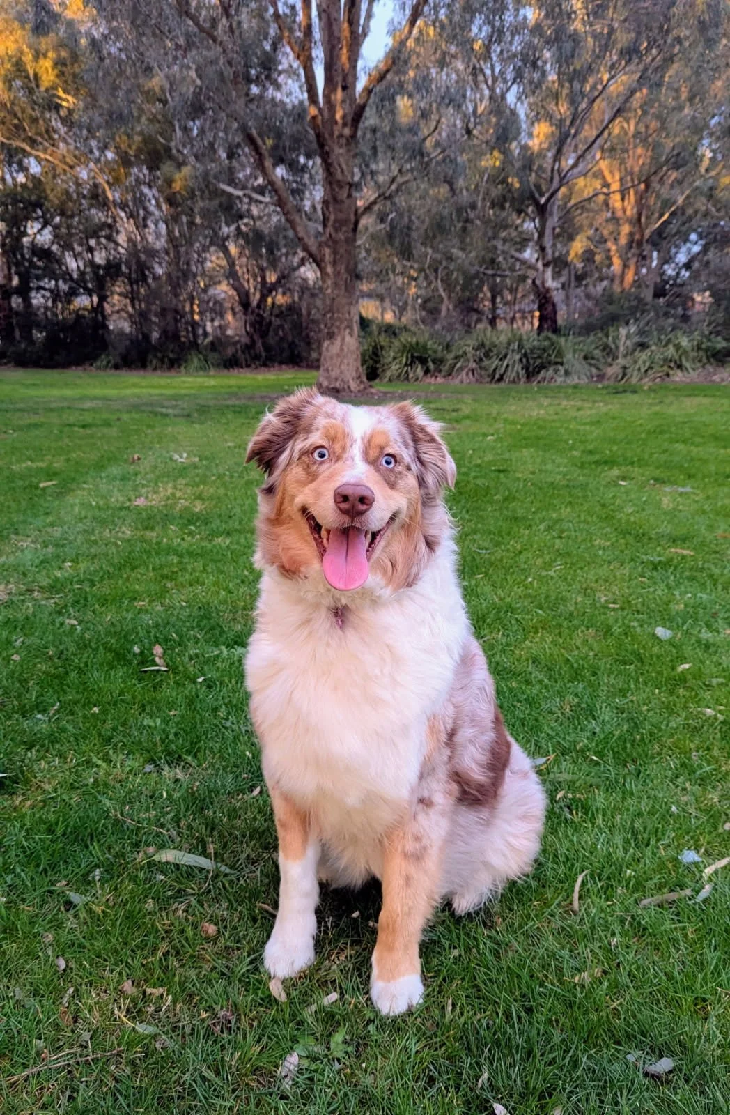 Our Beautiful Red Merle "Tessa"