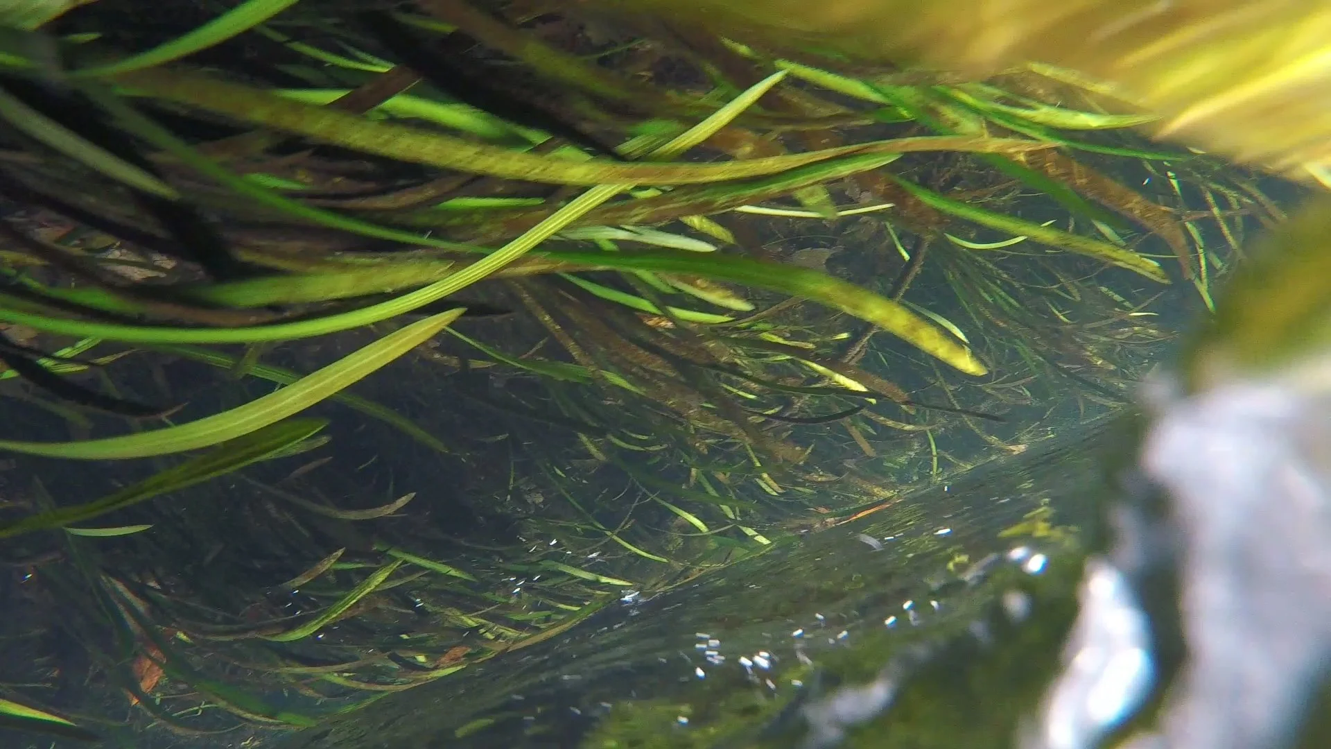 Wacissa, 2019. Still Frame