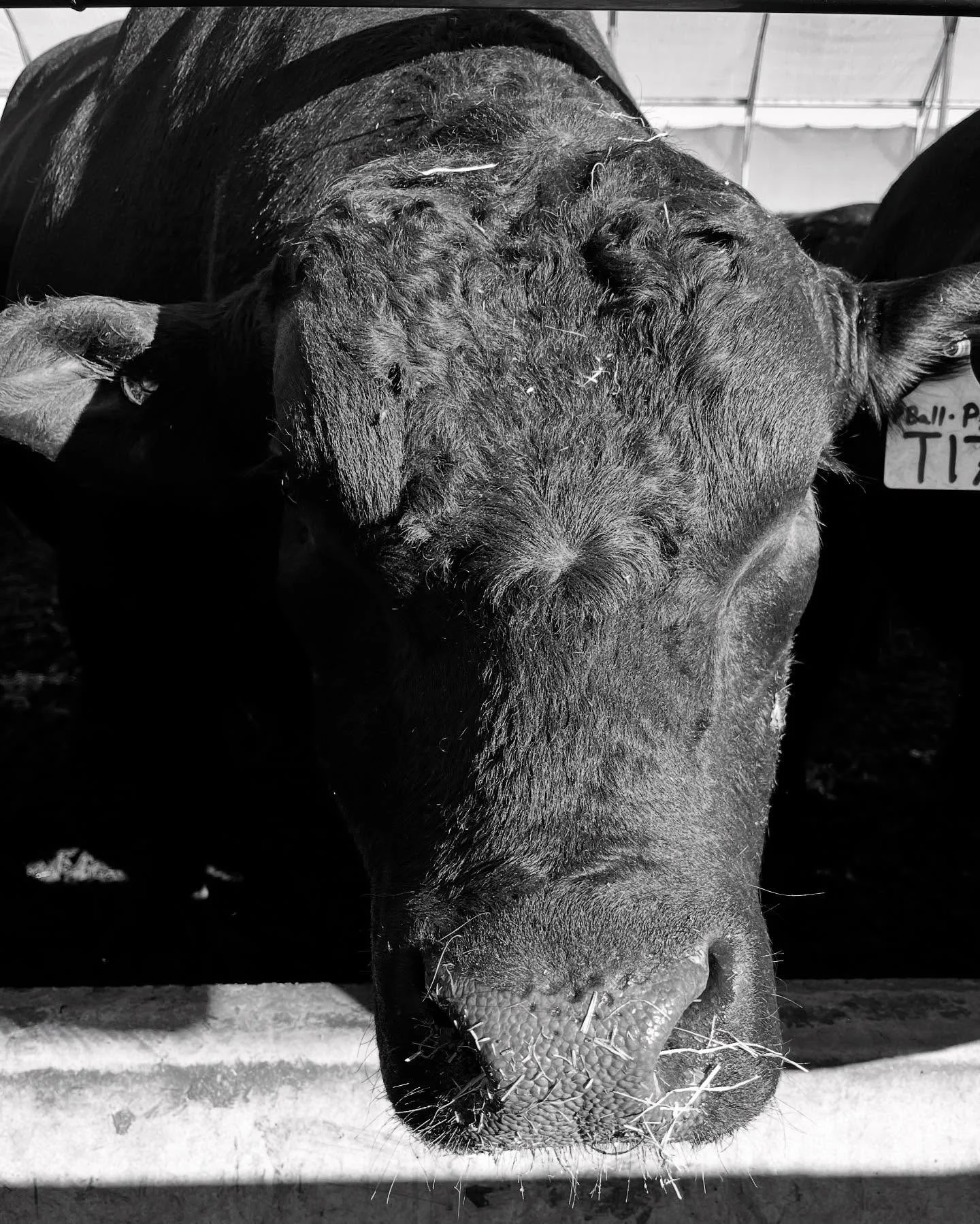 Close-up of a black cow's face with its nose near the camera, in a barn or shelter, in black and white.