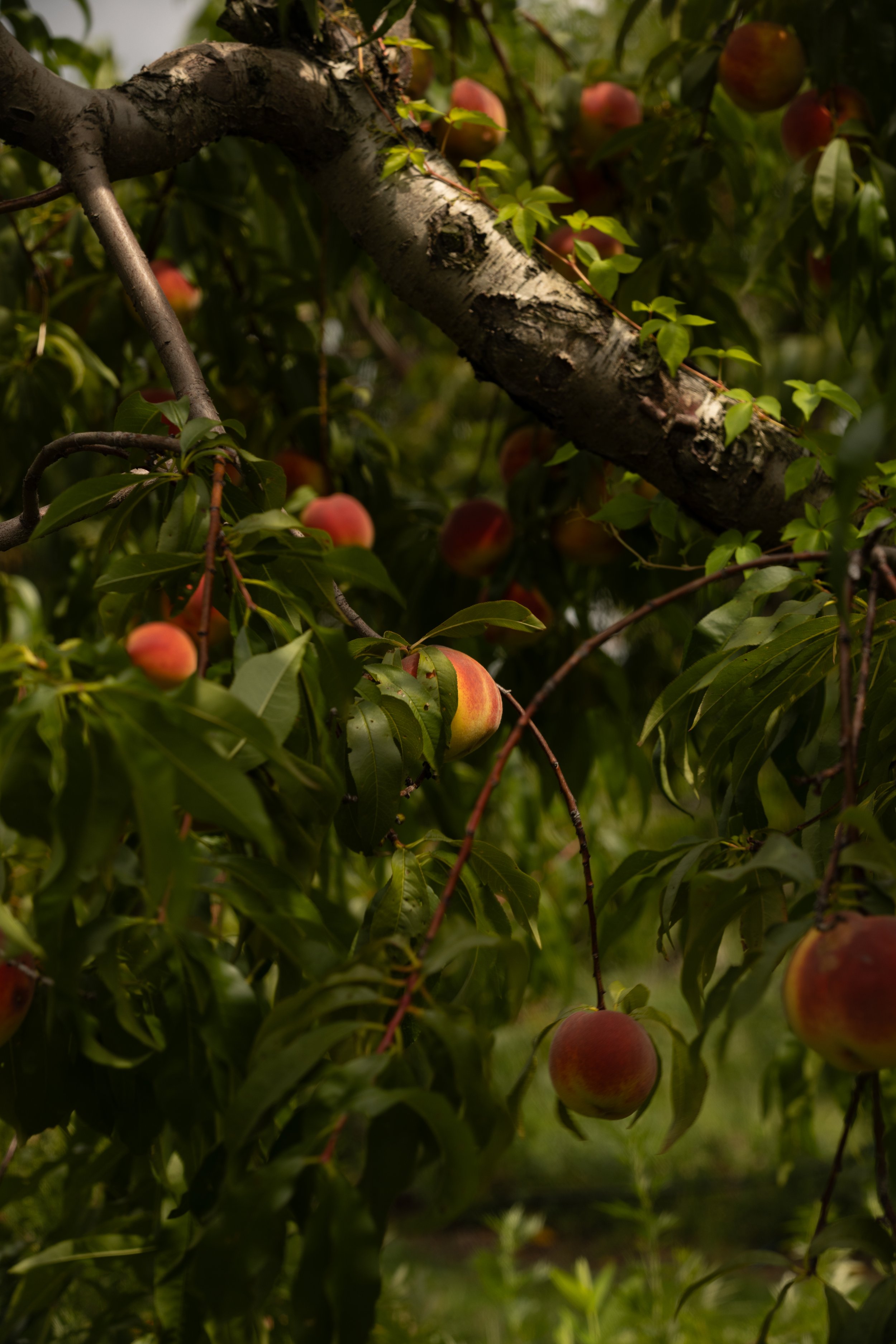 Peachy-Fishkill-117 2.JPG