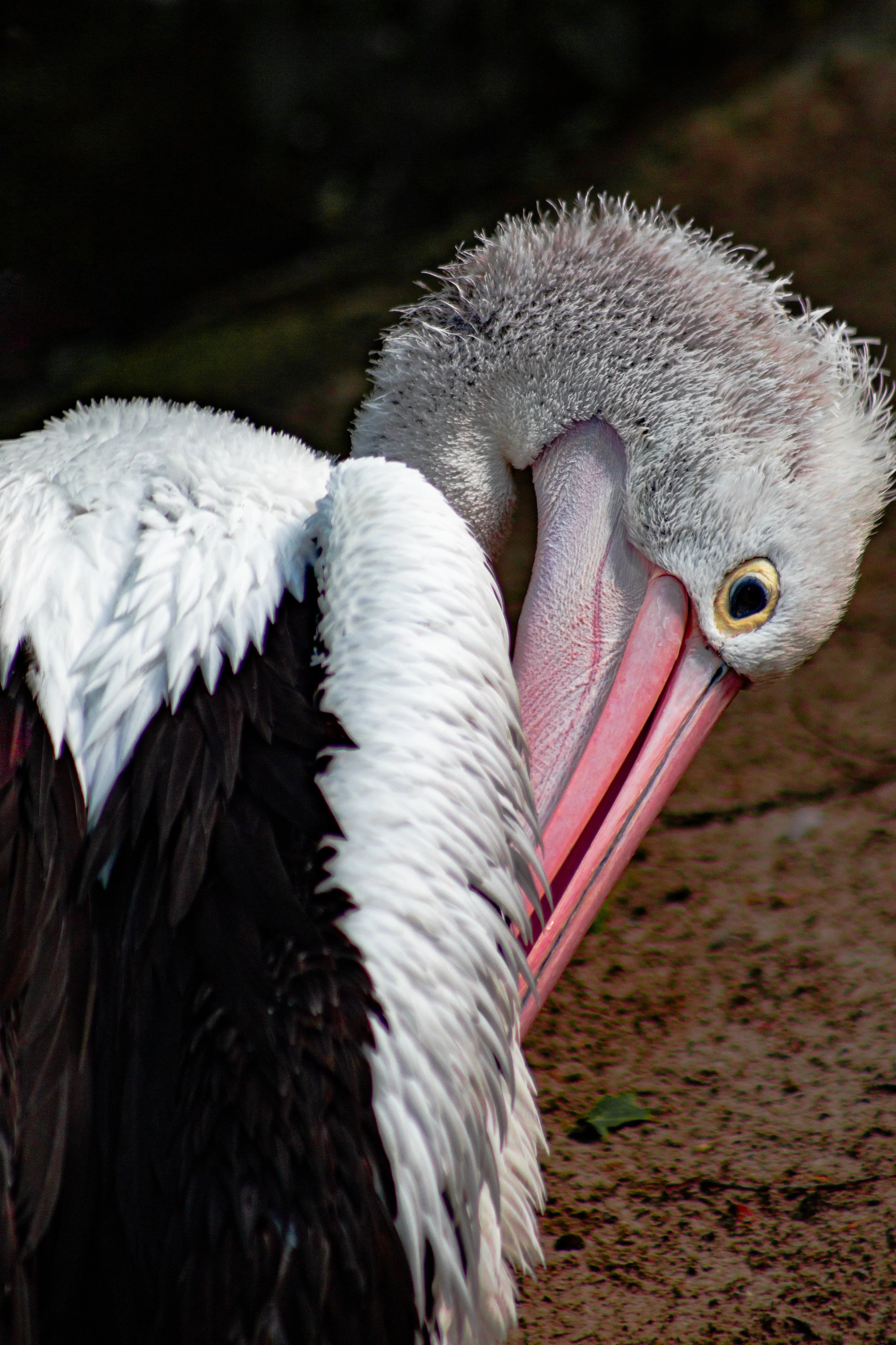 A close-up of a young stork preening itself, with its head bent down and beak near its feathers, on a sandy ground.