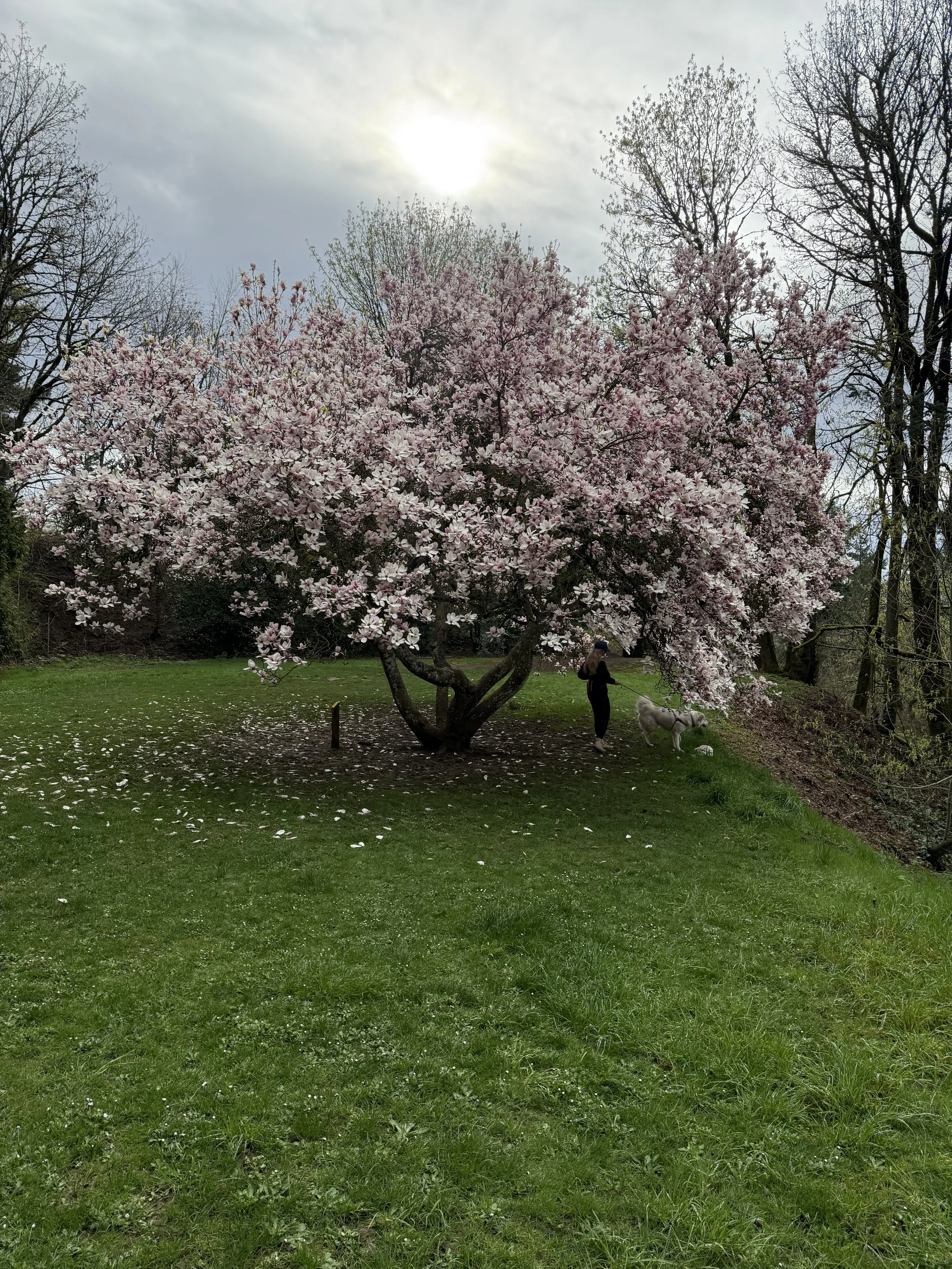 A person walking a dog under a large pink and white flowering tree in a park on a cloudy day.