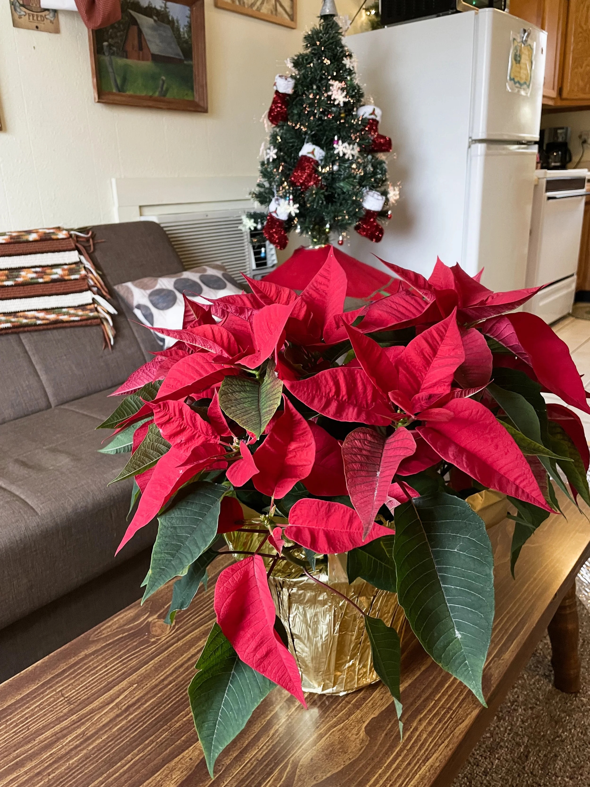 A poinsettia plant with red and green leaves in a gold foil wrapper on a wooden table, with a decorated Christmas tree in the background.