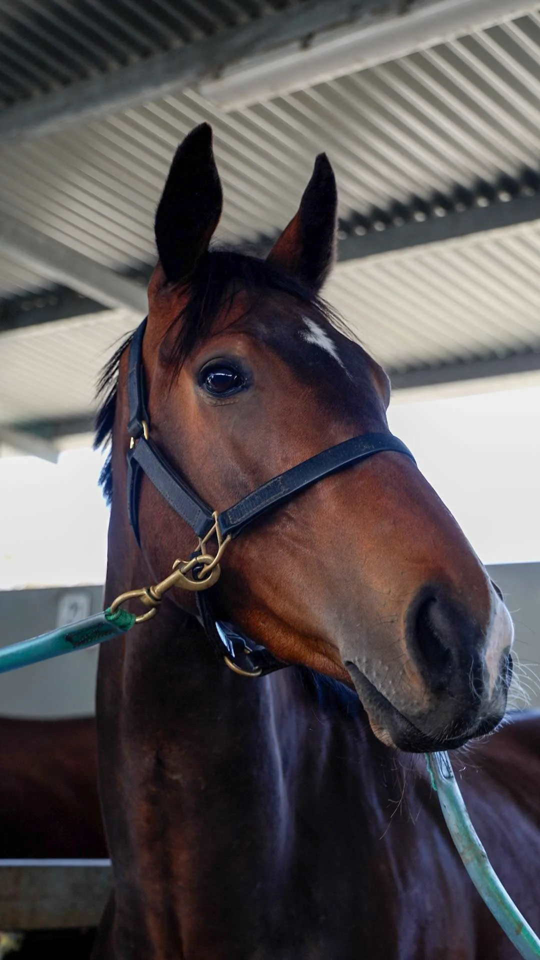 A close-up of a brown horse with a black mane, wearing a halter, in a stable.