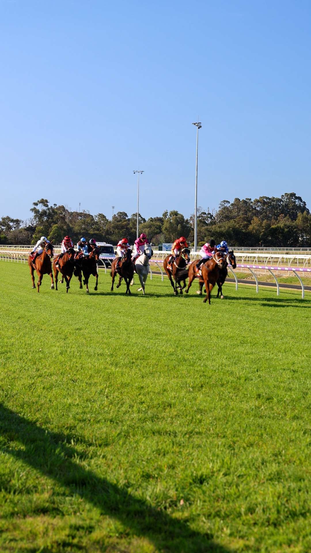 Horse race on a grassy track with several jockeys riding horses, a clear blue sky, and a treeline in the background.