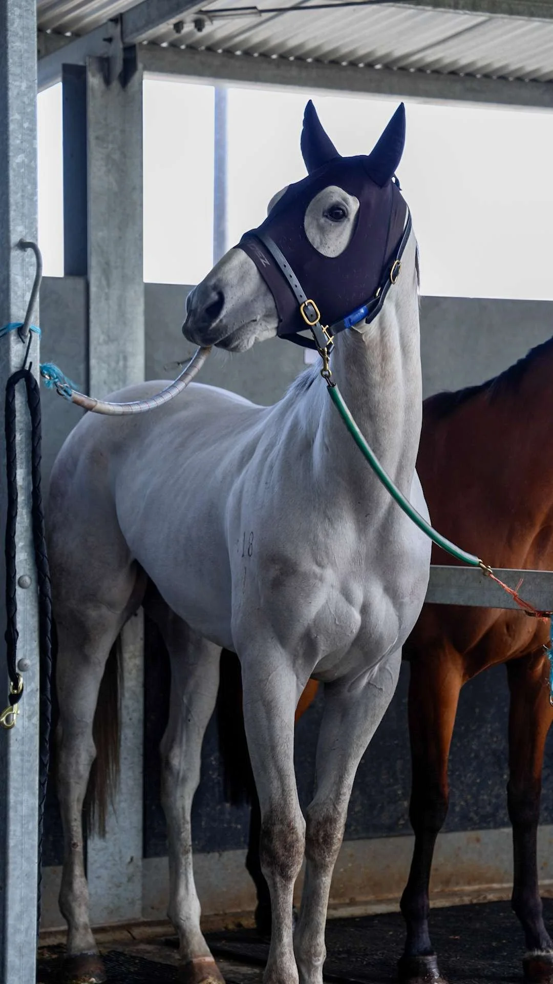A white horse wearing a black fly mask with eye cutouts, standing in a stable with a green lead rope attached to its halter.