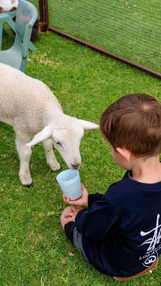 A young boy sitting on the grass, feeding a small white lamb from a cup in an outdoor enclosed yard at Bunbury Turf Club Family Fun Day.