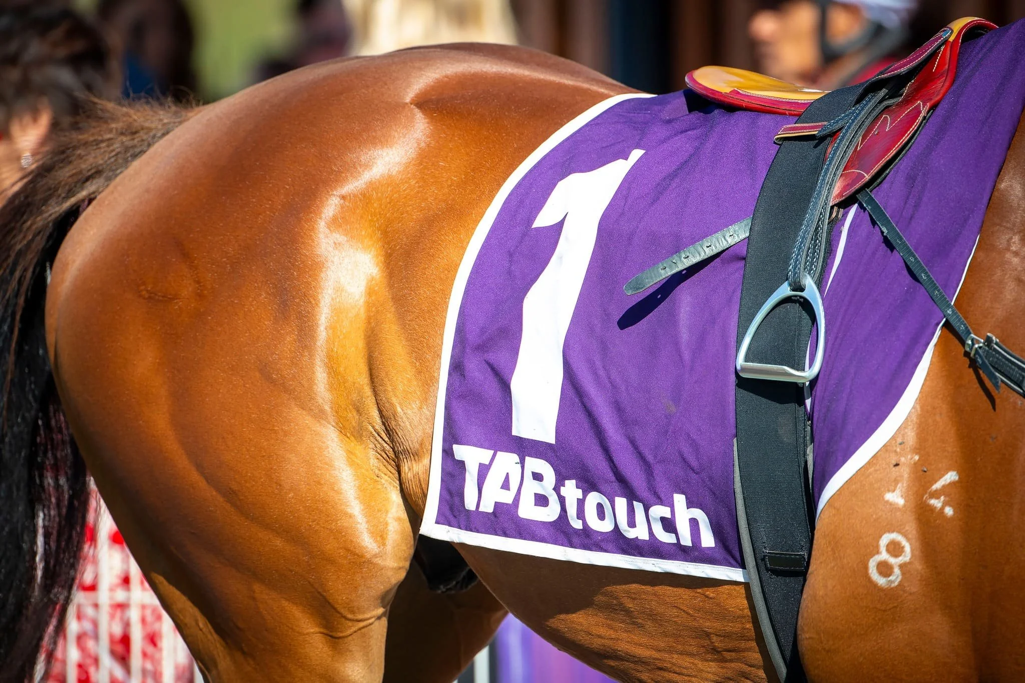 Close-up of a brown racehorse's back, wearing a purple saddlecloth with a white number '1' and the word 'TABtouch', in a racecourse setting.