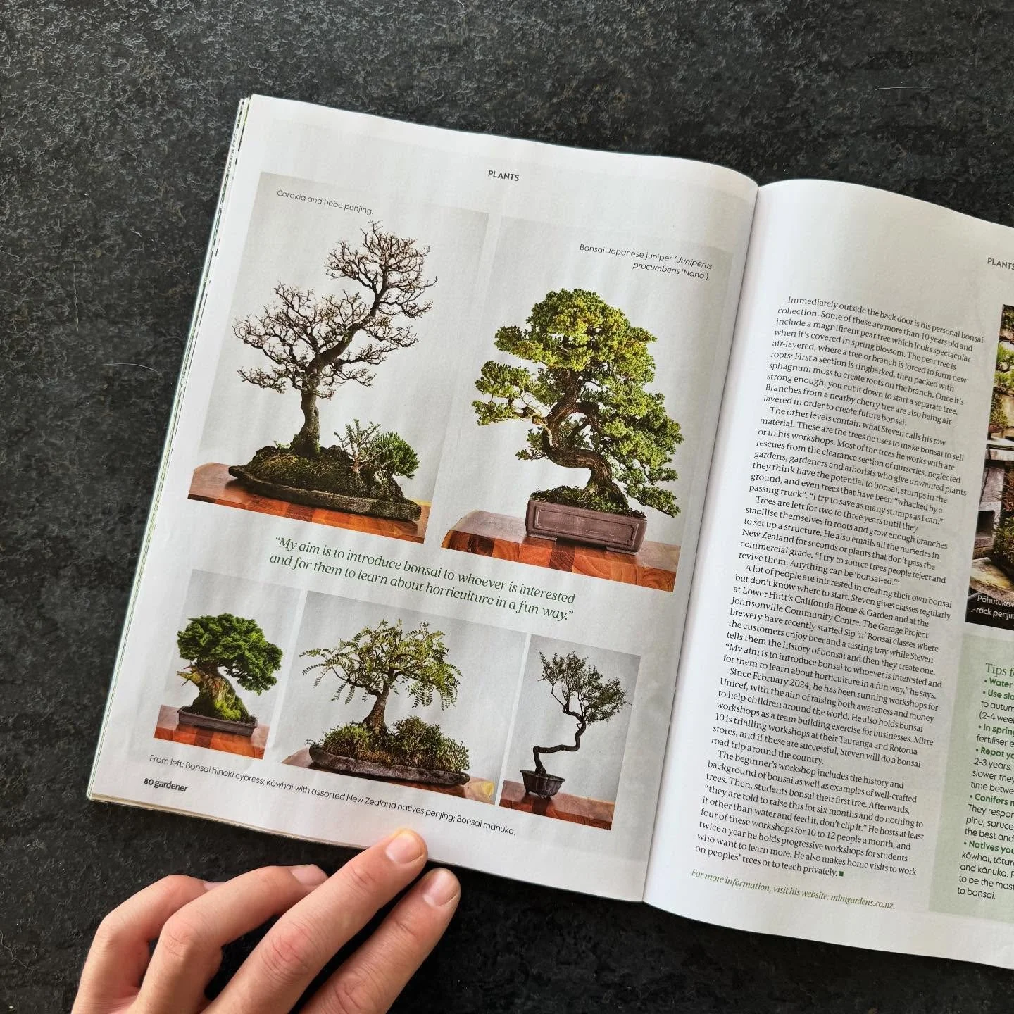 Open magazine featuring bonsai trees with various shapes and styles, some on wooden bases, on a dark surface.