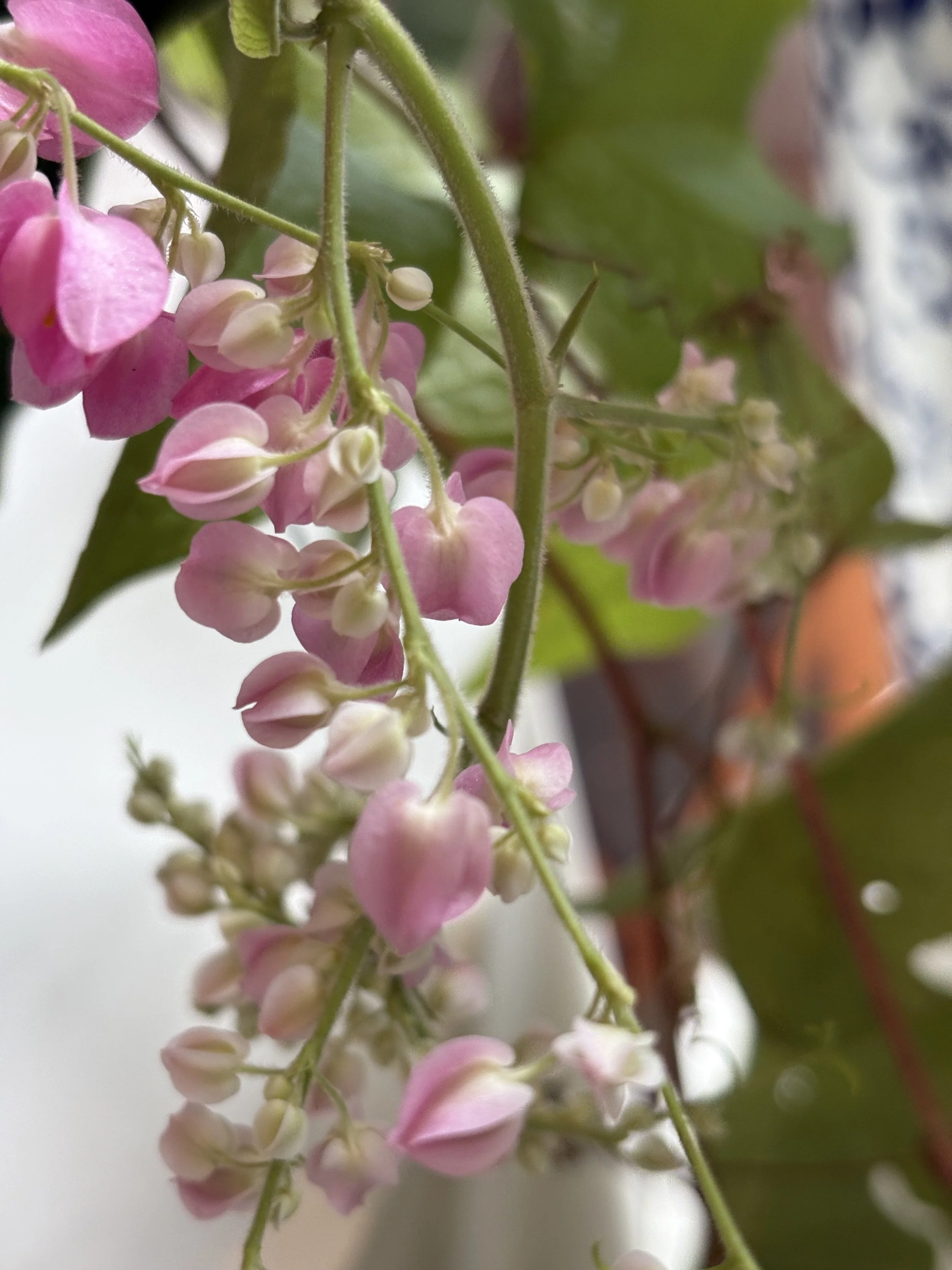 Close-up of pink and white flowering plant with green leaves.