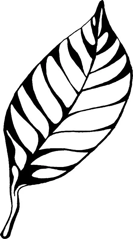 Black and white line drawing of a leaf with prominent veins