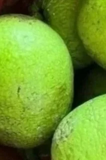 Close-up view of green apples.