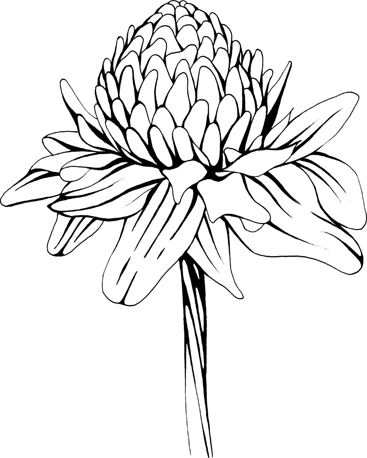 Black and white line drawing of a flower with layered petals and elongated leaves.