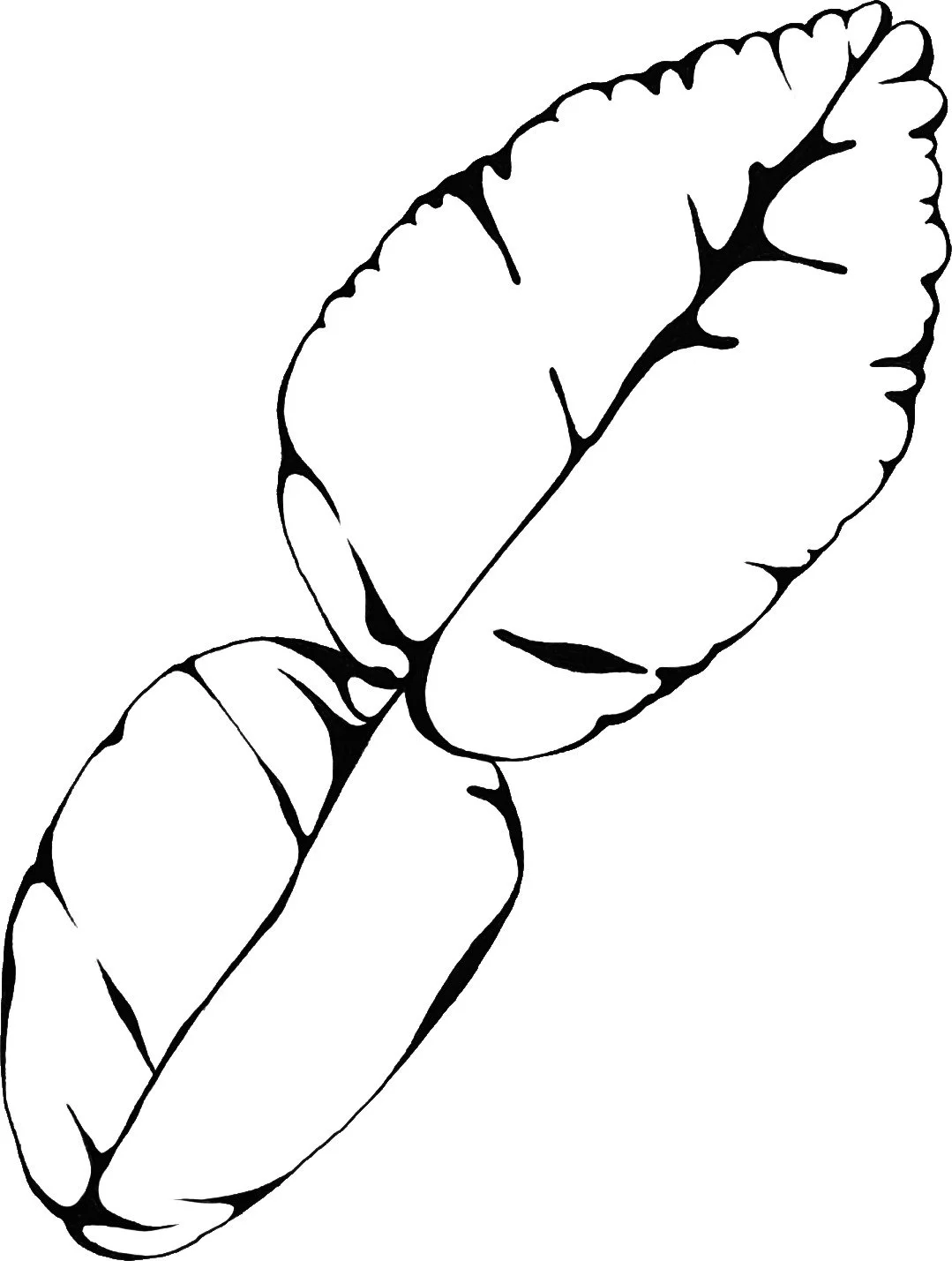 Line drawing of a human brain, with detailed illustration showing the brain's folds and structure.