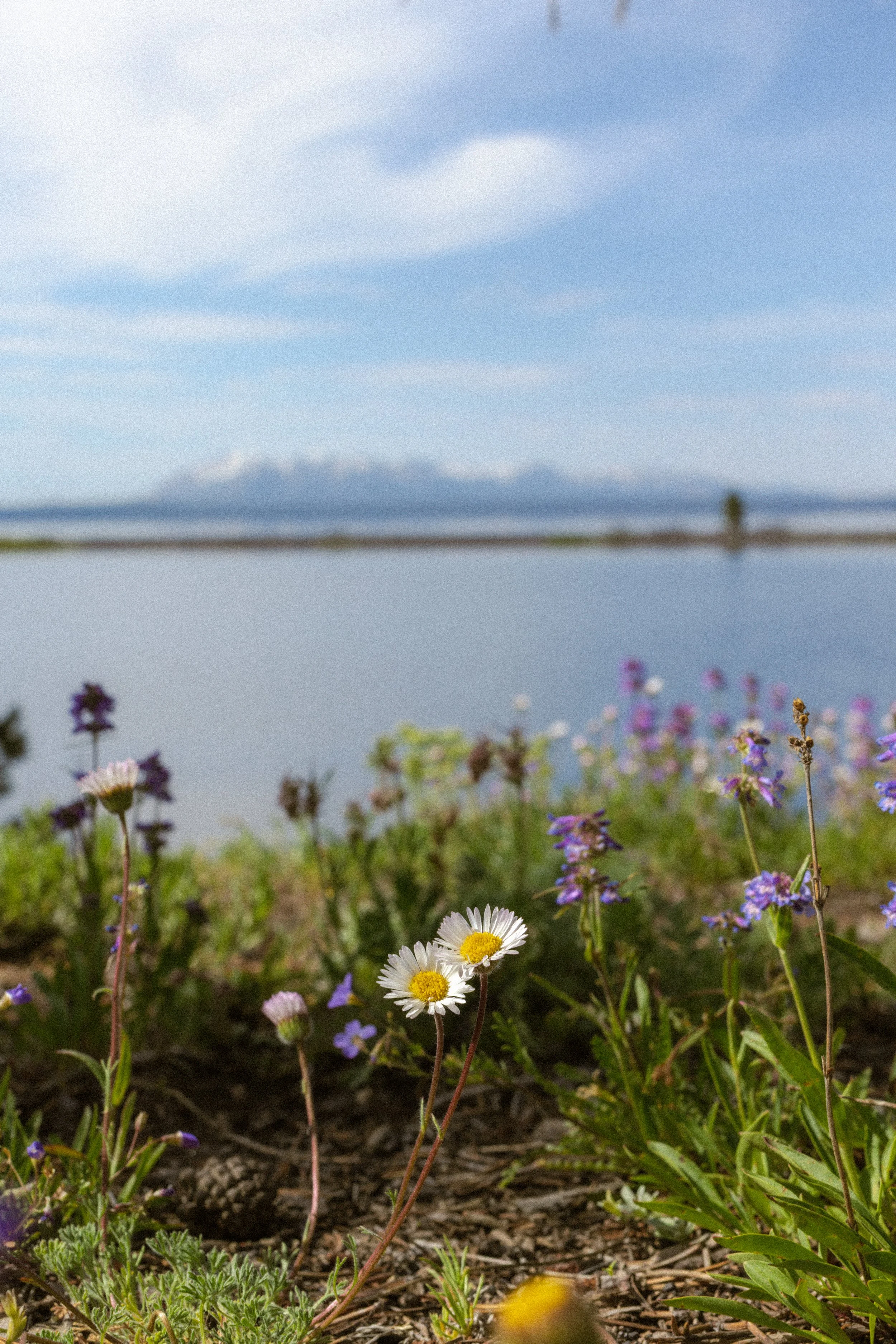 Teton-22.jpeg