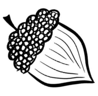 Line drawing of a vanilla flower with a cluster of tiny berries or seeds at the top.