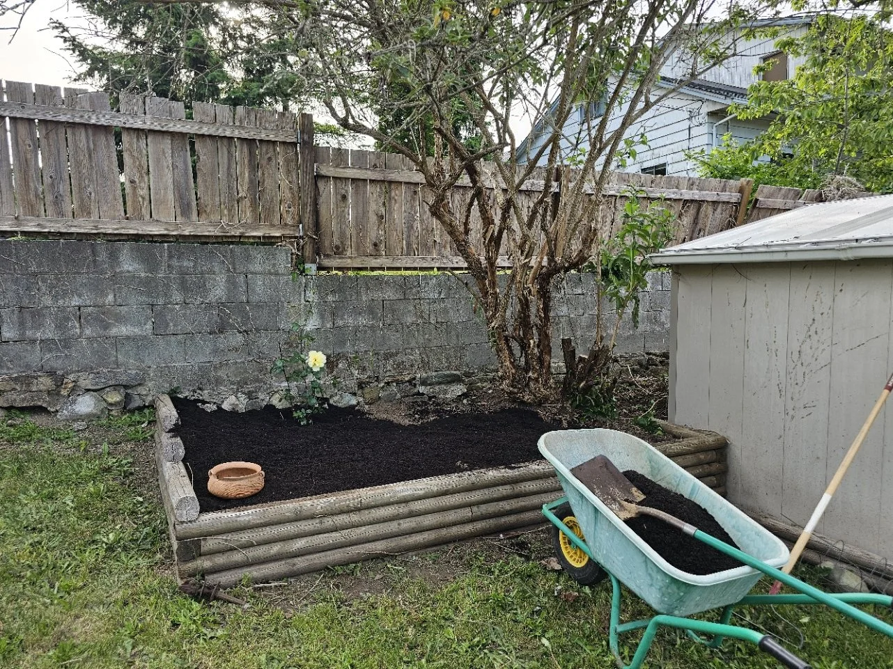 Garden bed with dark soil, a small potted plant, a large tree behind the bed, and a wheelbarrow filled with soil and a garden tool, next to a gray shed and wooden fence.