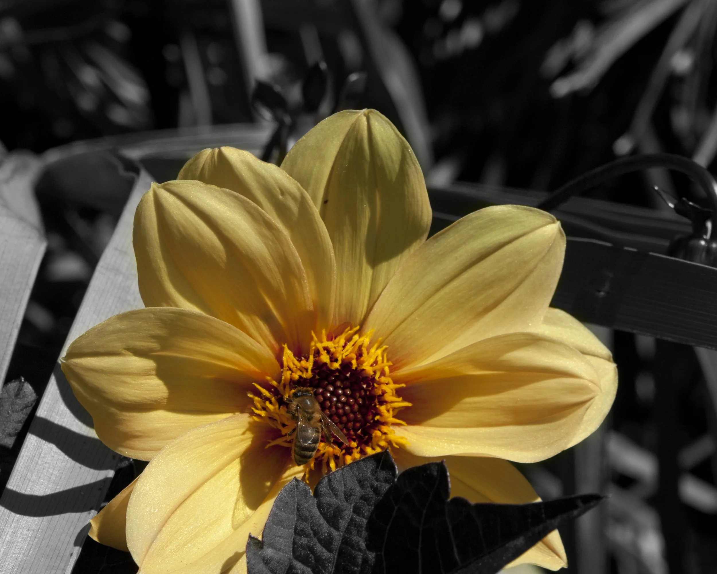A yellow flower with a honey bee on its center, black and white background, color focus on the flower and bee.