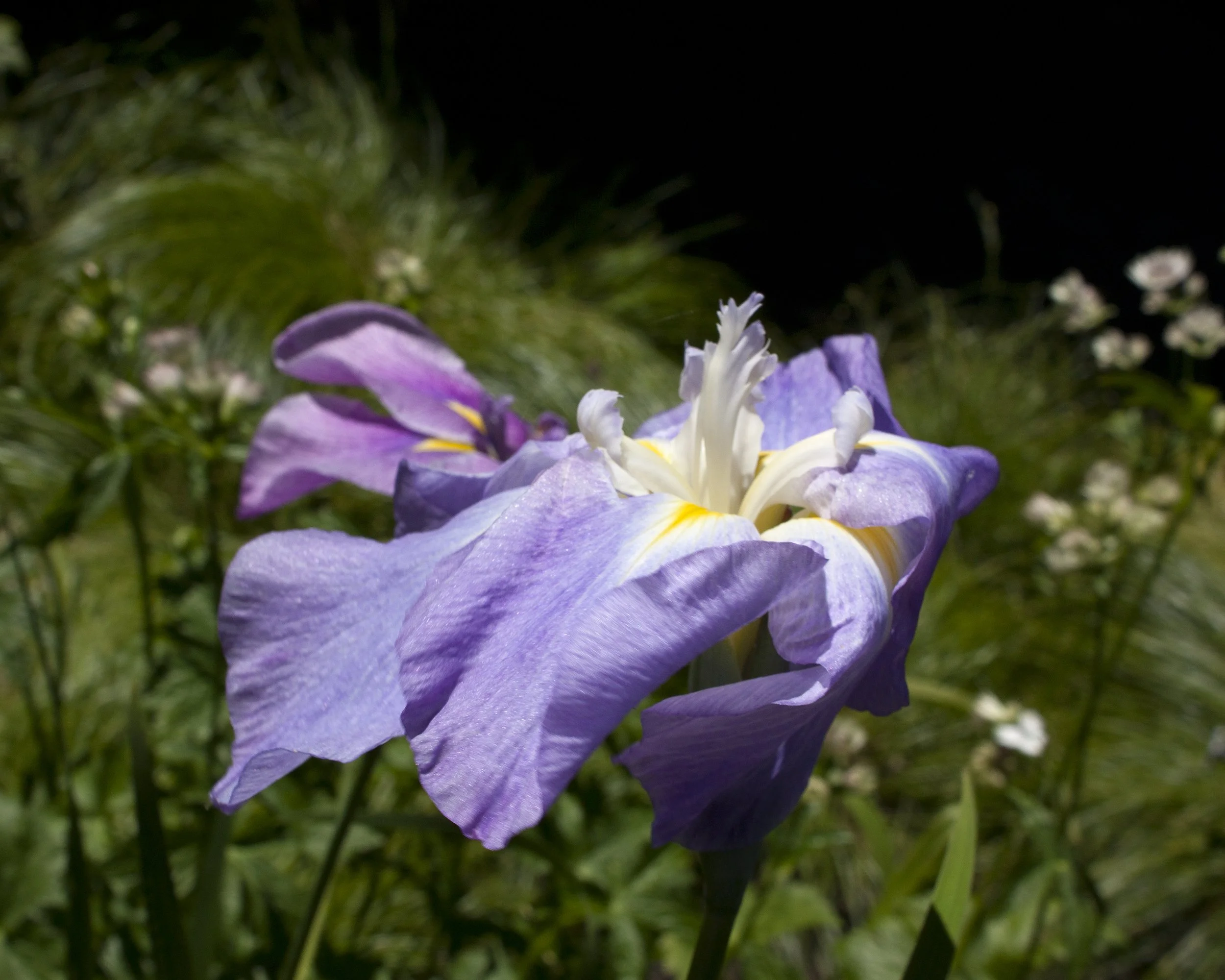 A purple and white iris flower in bloom with green grass and small white flowers in the background.