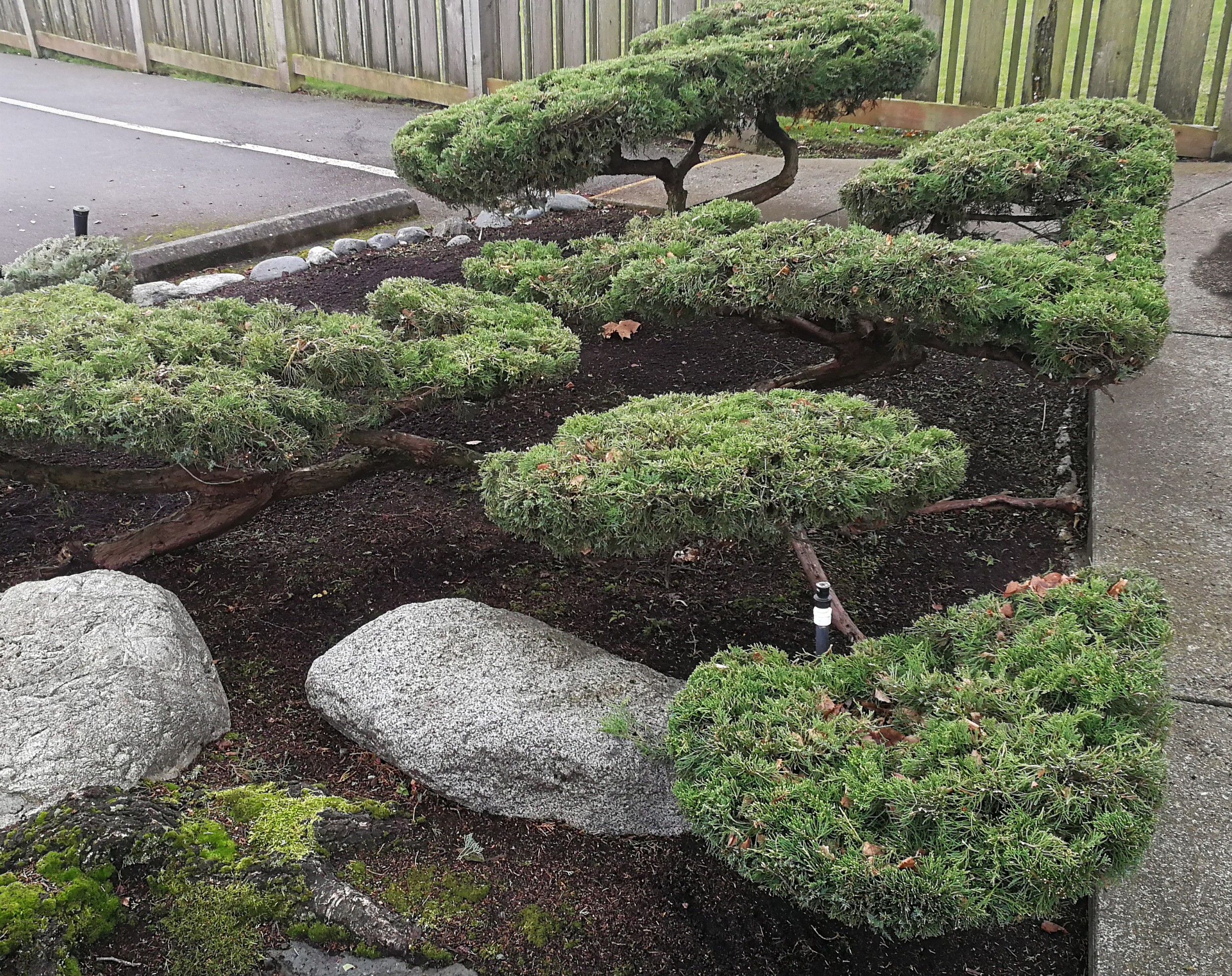 Small, well-trimmed cedar bushes with irregular shapes in a garden bed, bordered by large rocks and a concrete sidewalk, with a wooden fence in the background.