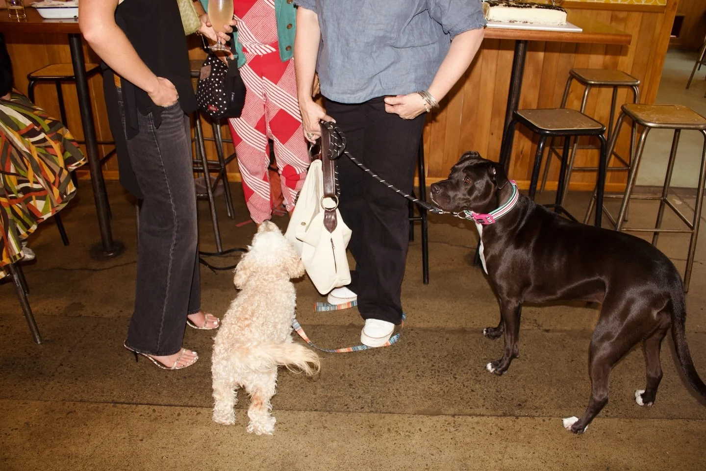 Off the leash opening night 💥 Tangled leashes, beers deleted, good music (@batbatgoose), and lots of butt sniffing (dogs)!

Thank you @parrotdogbar for having me in your gallery space for the next few weeks. I loved having friends, my family, and ne