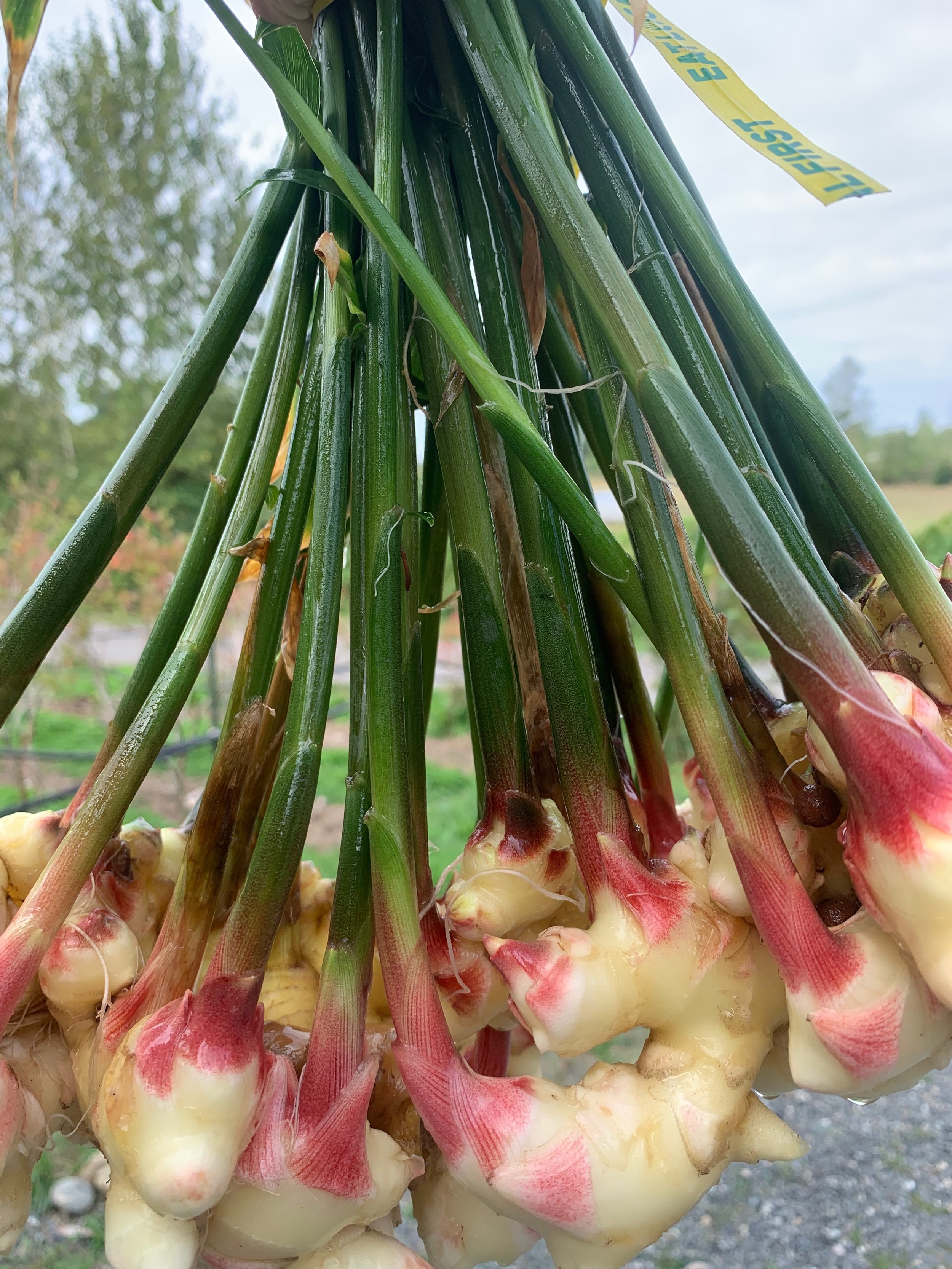 nice fresh ginger bundle.jpeg