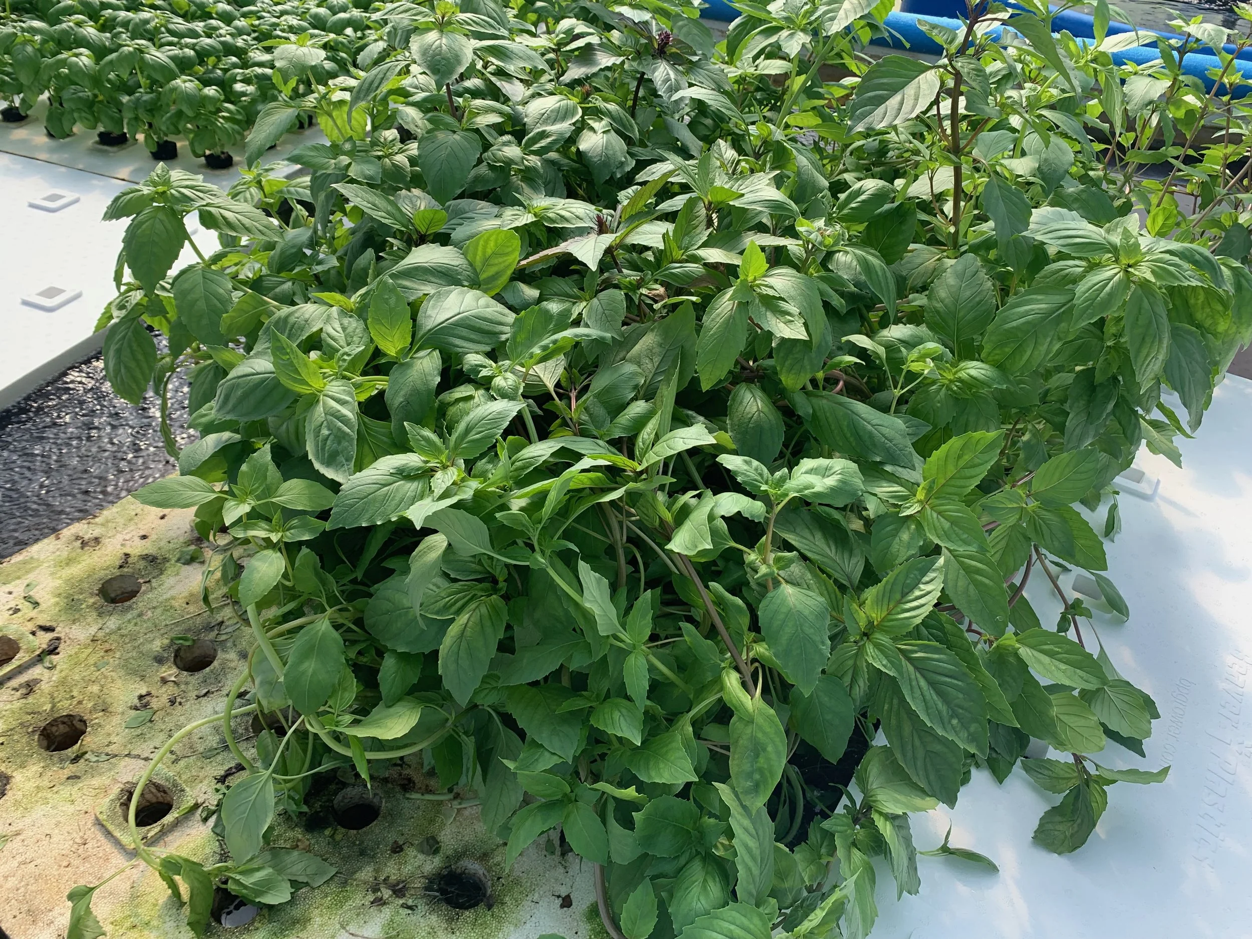 Living Thai Basil (Sweet Cinnamon Basil)