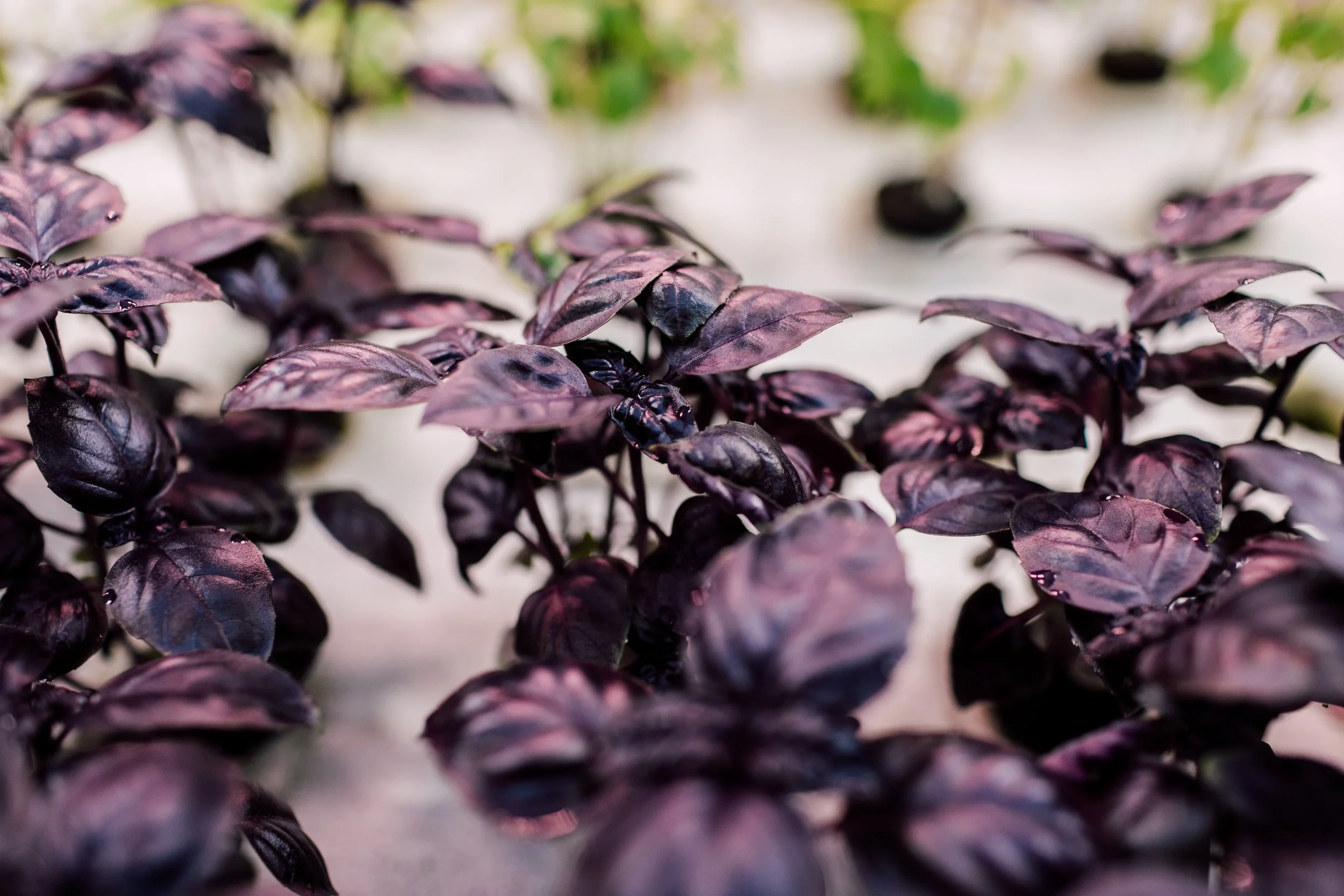 Food For Thought: An Introduction to Indoor Aquaponics in the Pacific Northwest