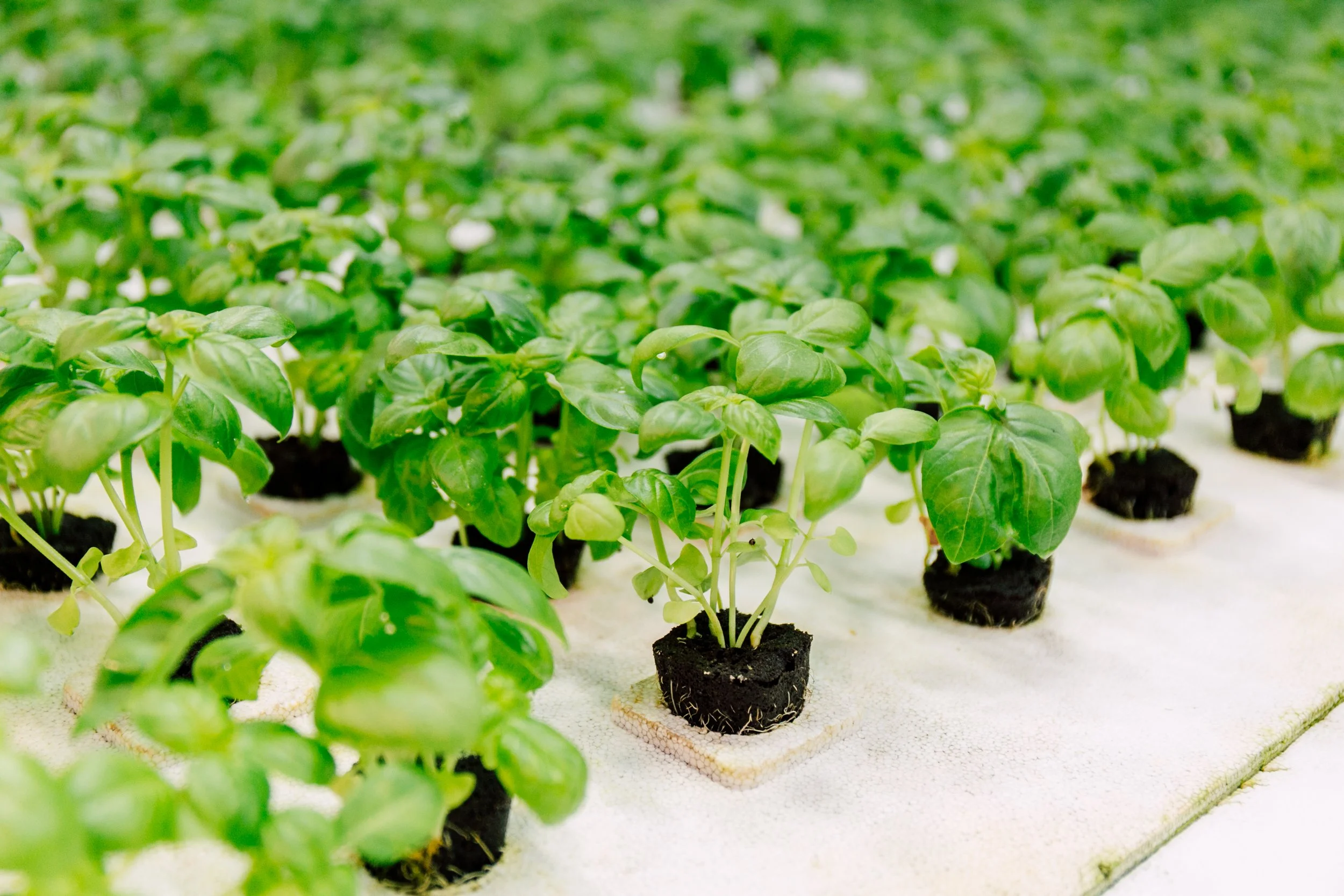 Farming in Downtown Bellingham
