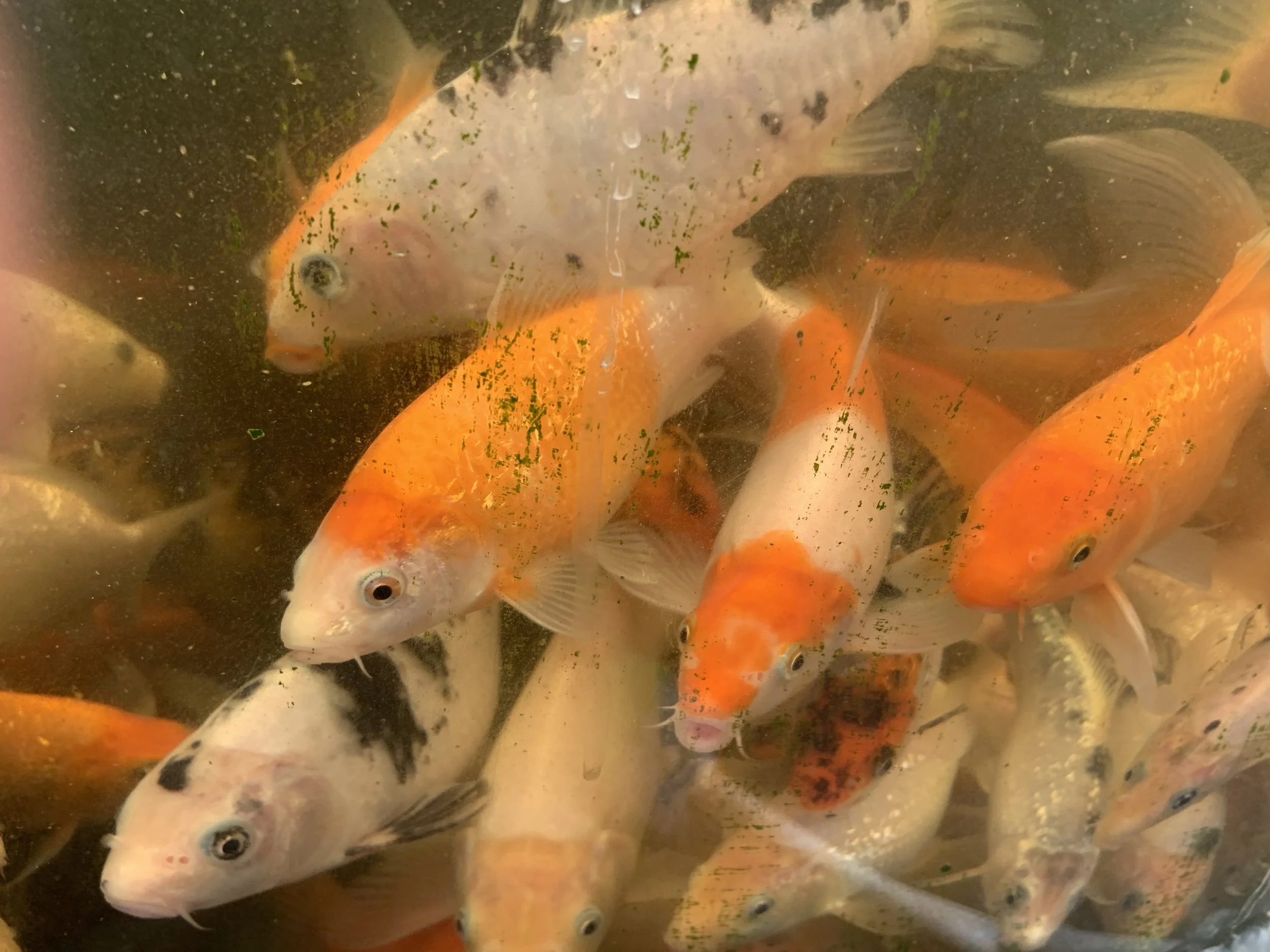 A Growing Enterprise