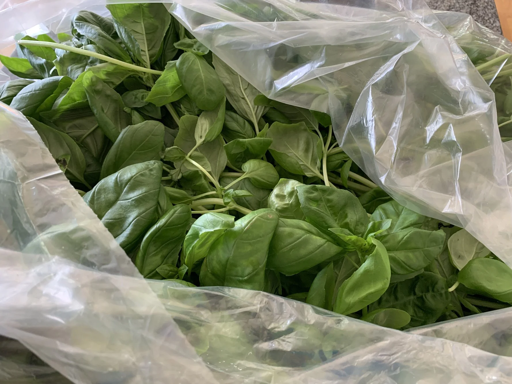 bulk harvested cut basil.jpeg