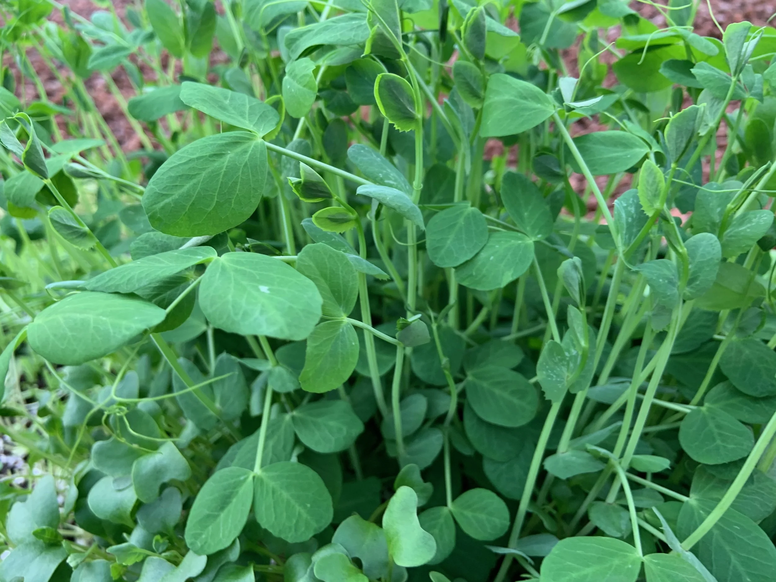 Live Microgreen Trays