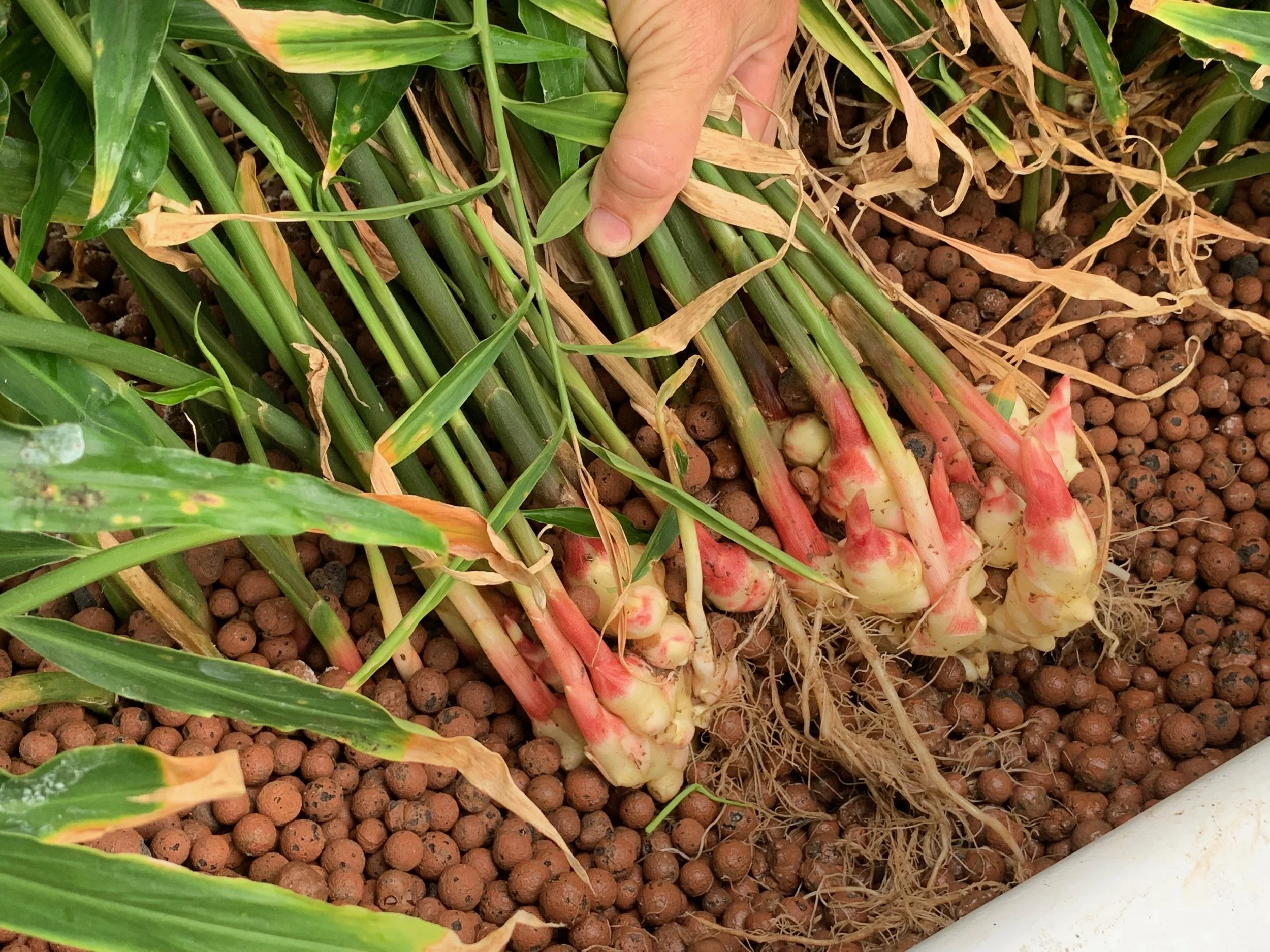 Ginger harvesting.jpeg