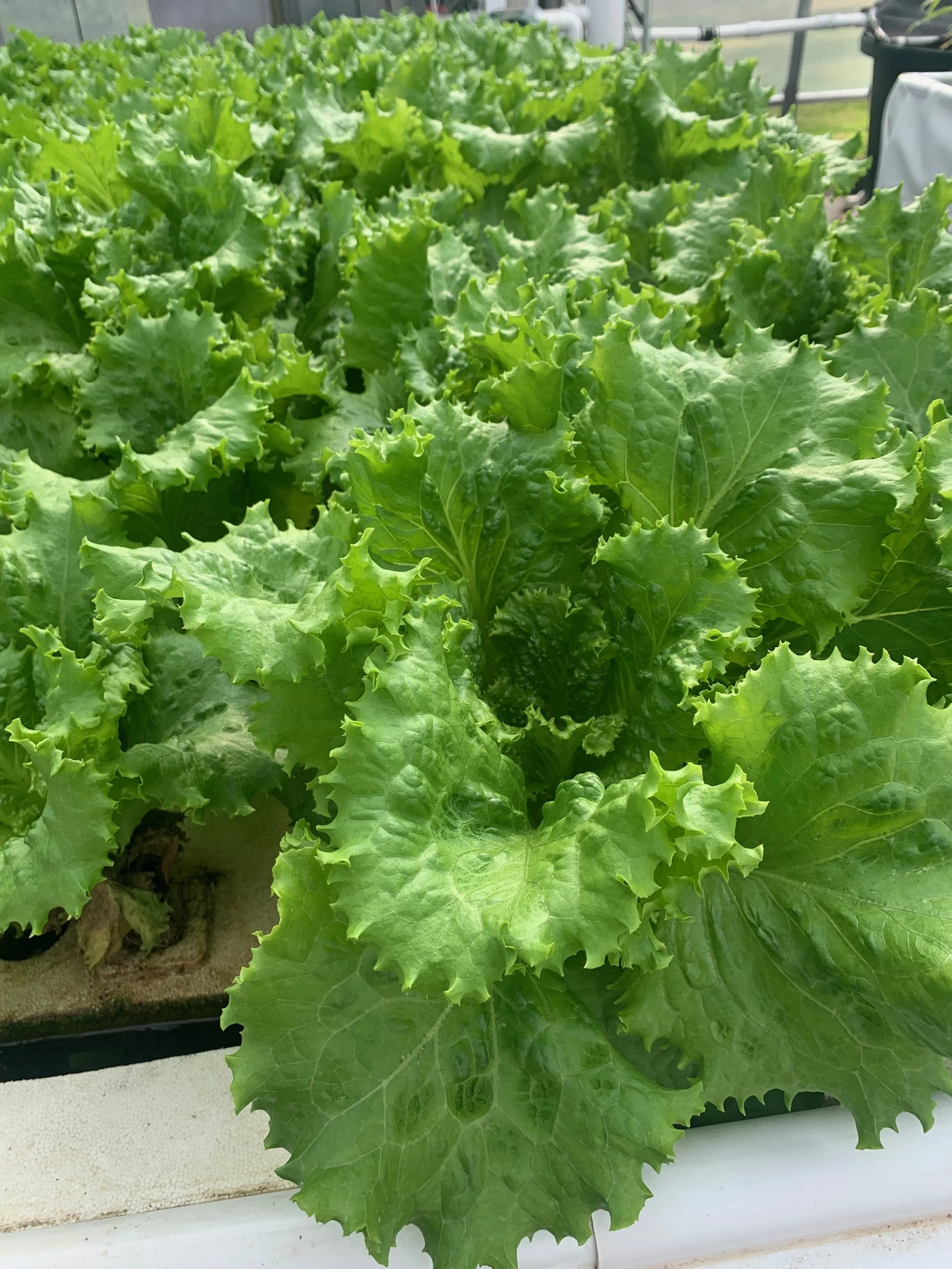 more greenleaf lettuce.jpeg