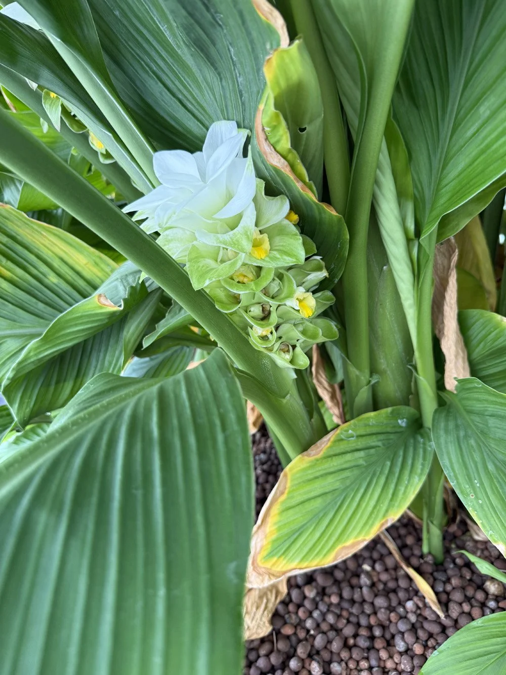 amazing turmeric flower.jpeg