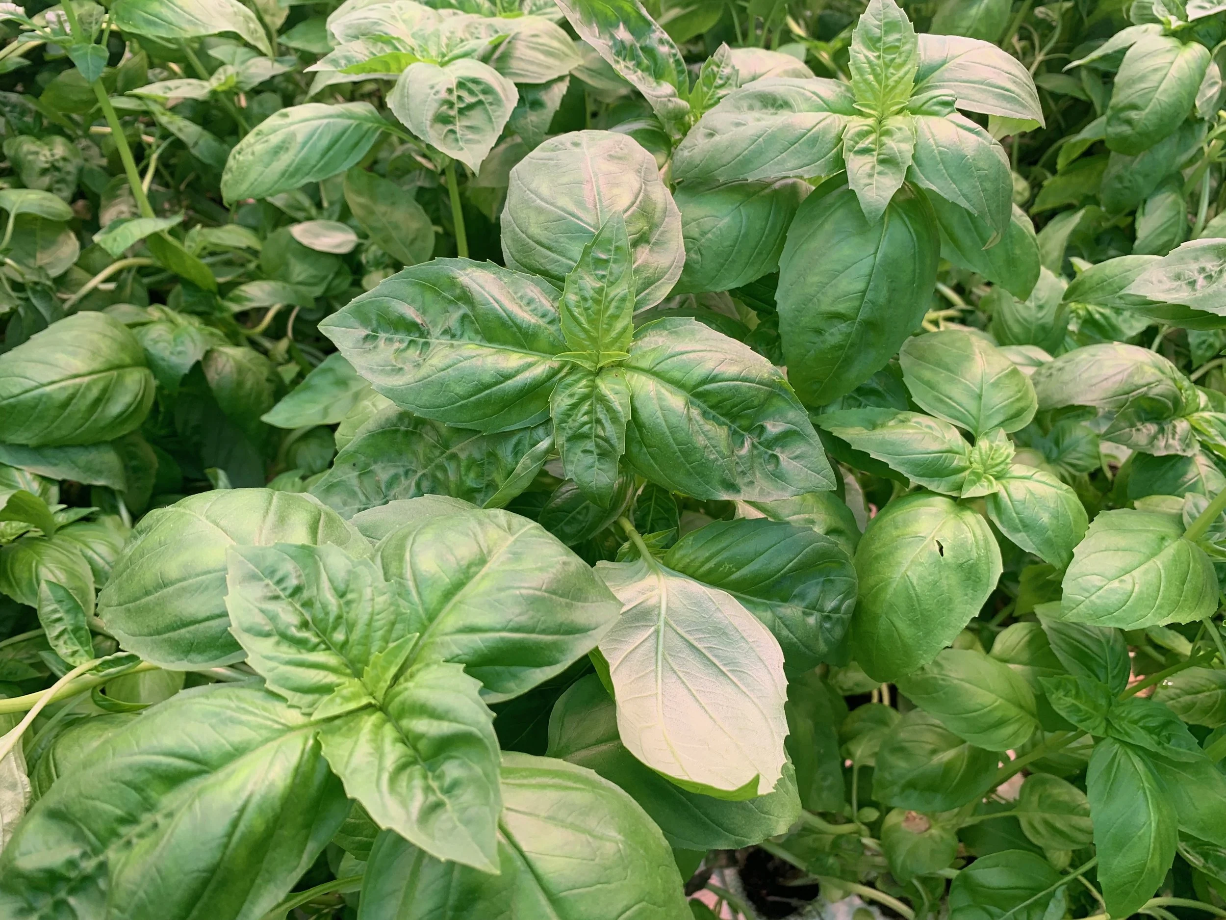 more thai basil.jpeg