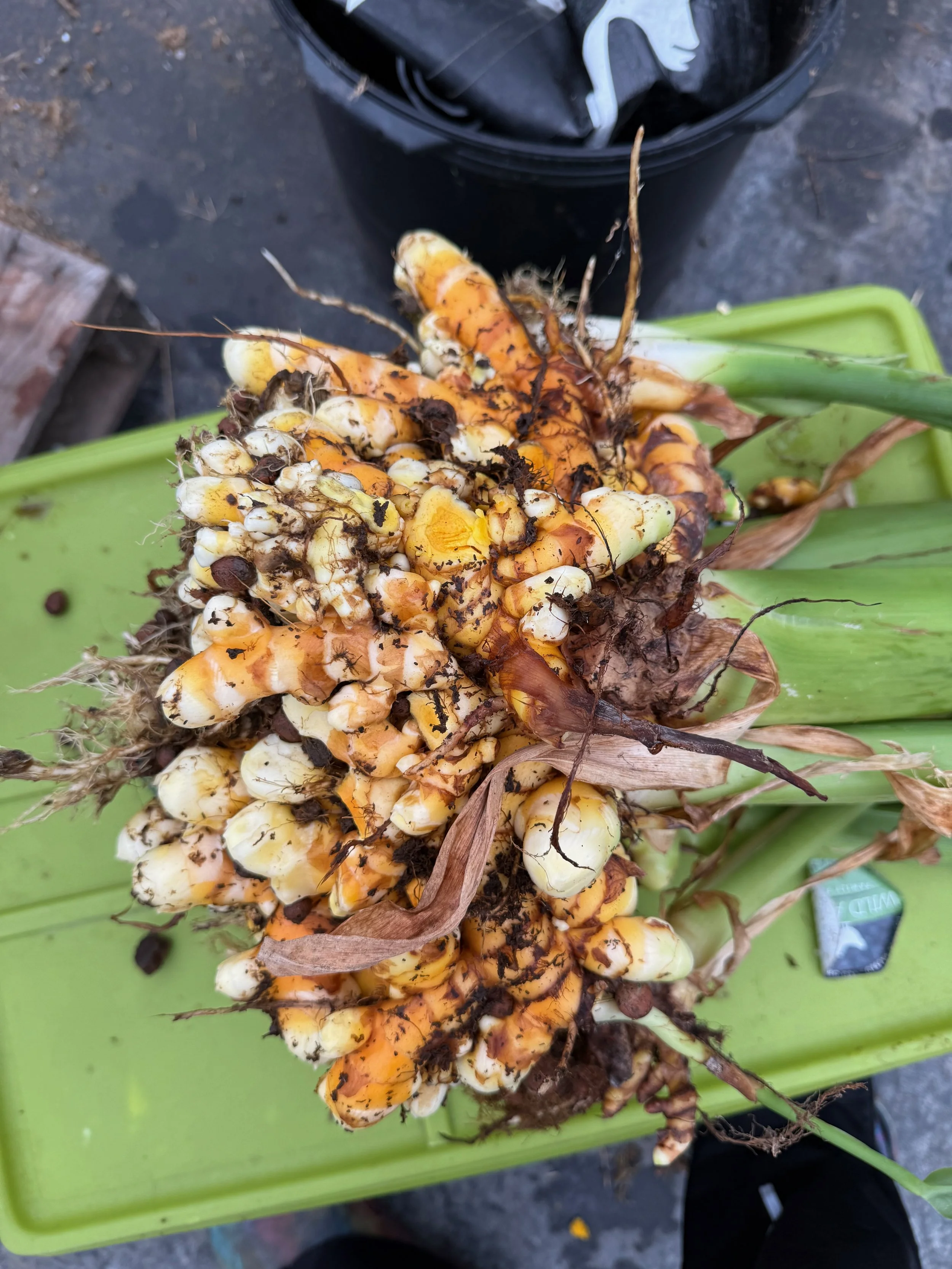 turmeric just harvested.jpeg