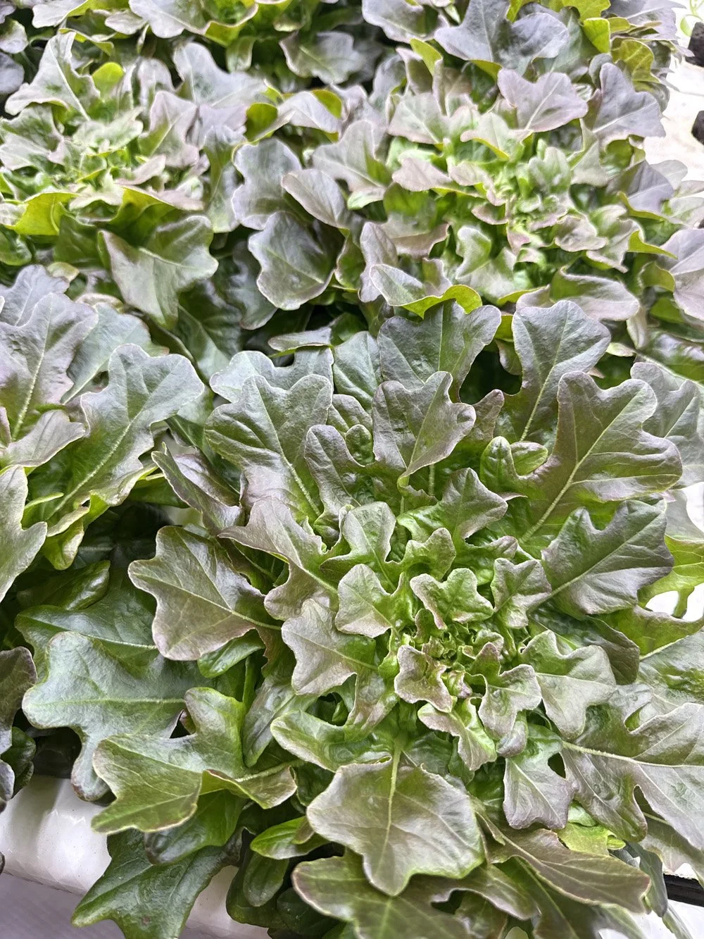 Fancy Salanova® Heads (Butterhead & Oakleaf)