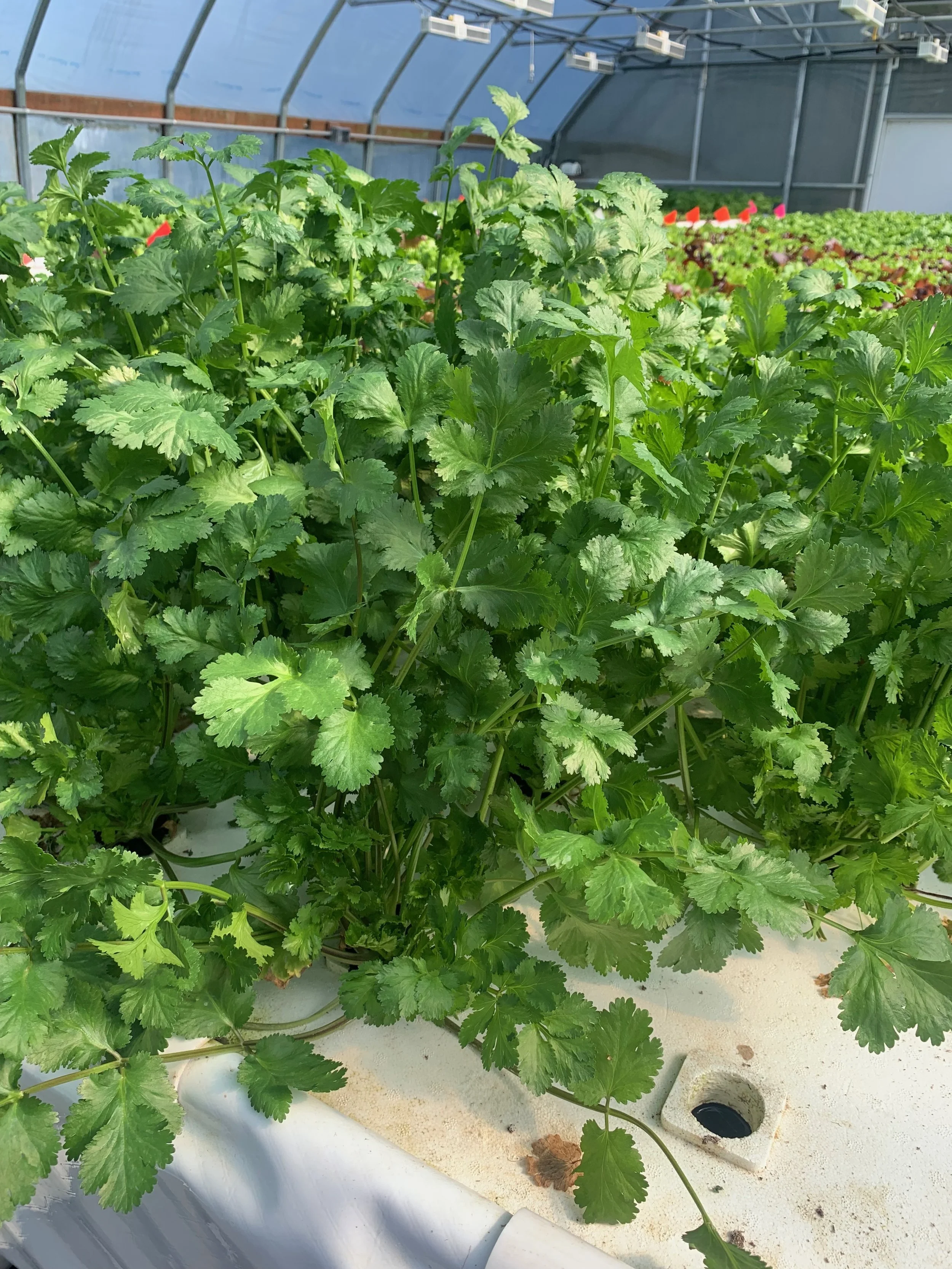 more cilantro growing.jpeg