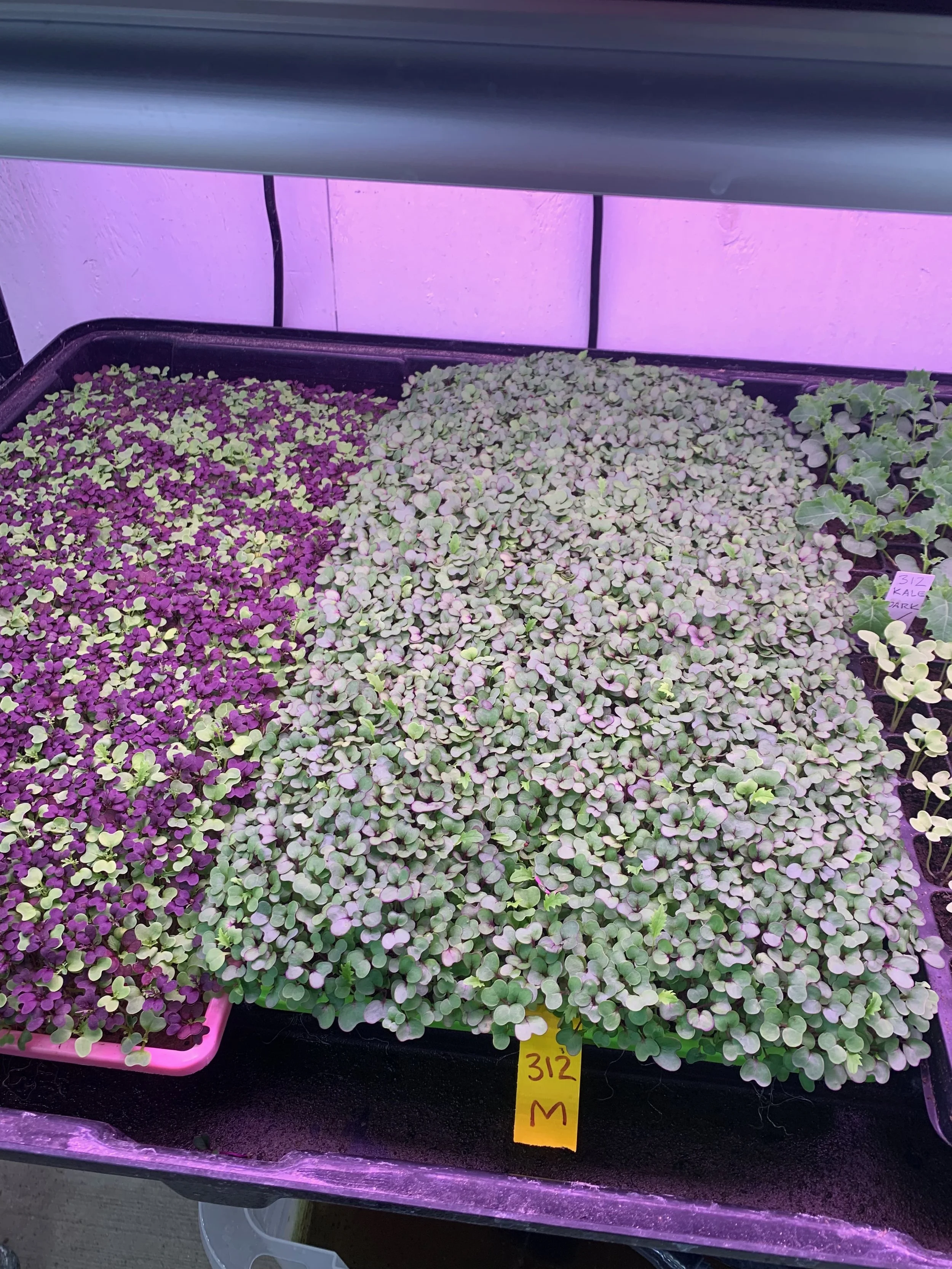 microgreens growing.jpeg