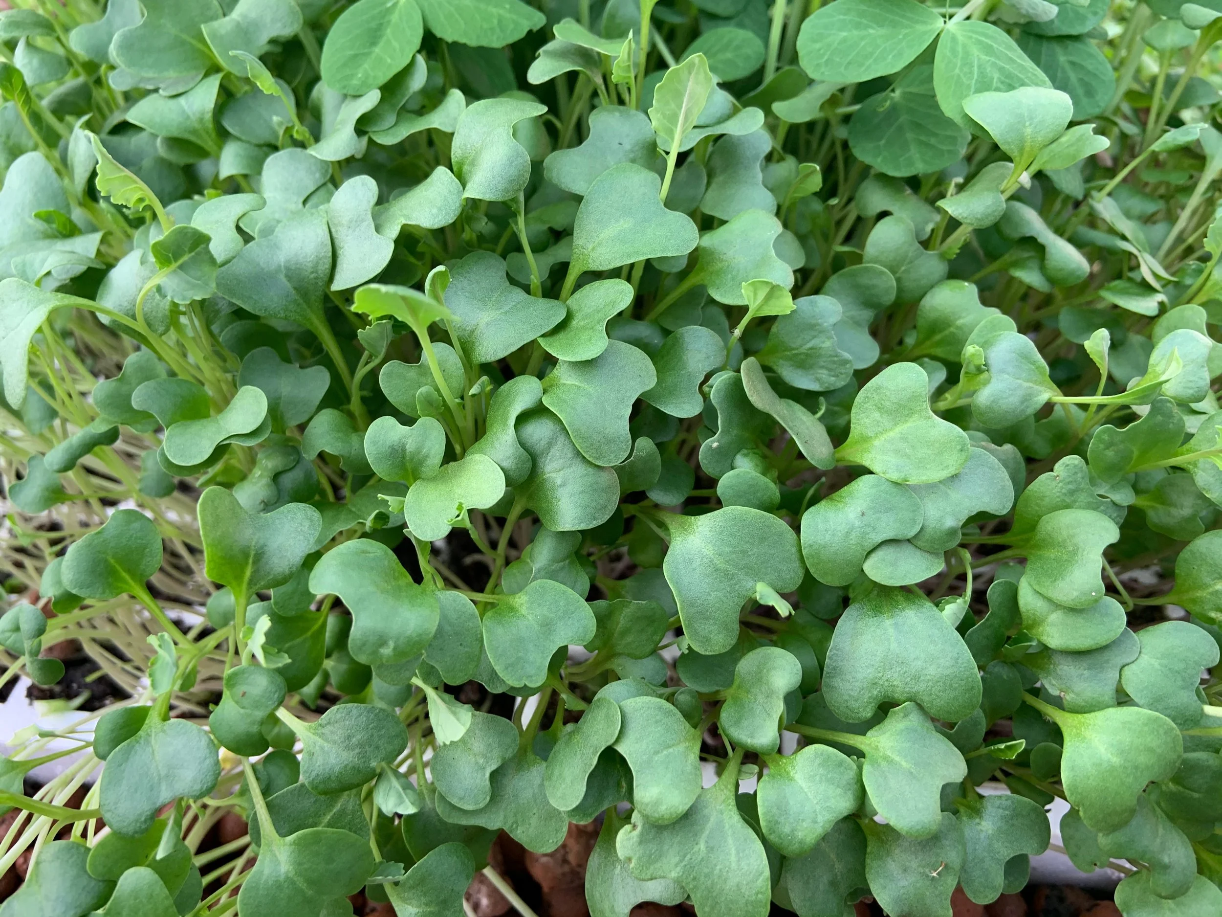 microgreens close up.jpeg